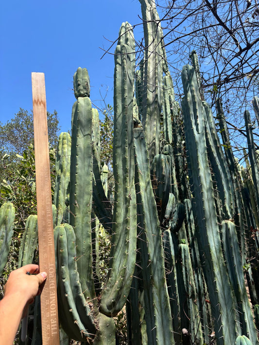 #EC56 EXACT Trichocereus Bridgesii Jiimz Twin Spine Cactus Giant 1-4ft cuttings