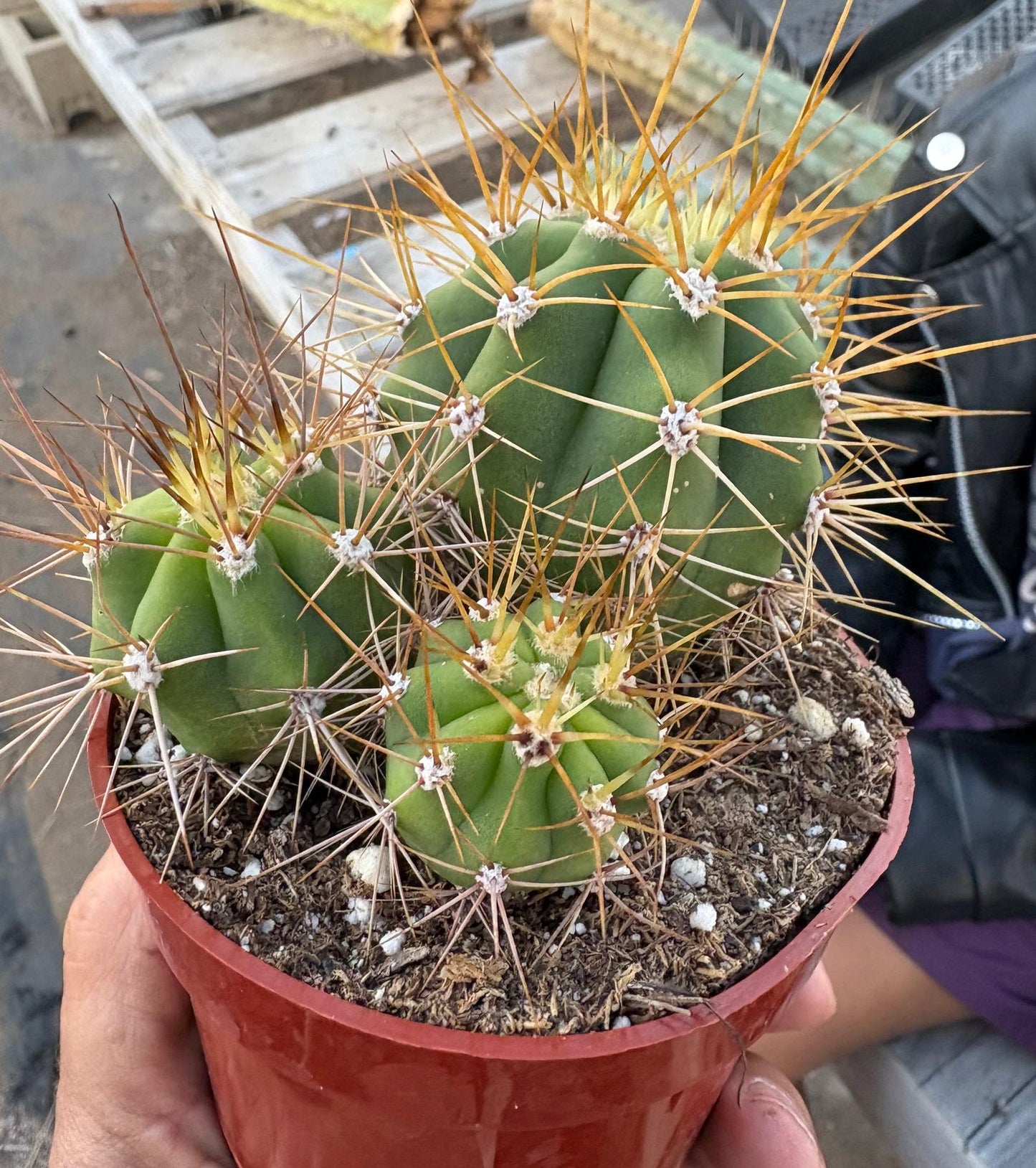 #EC57 EXACT Trichocereus Terschekii ornamental Cactus Options