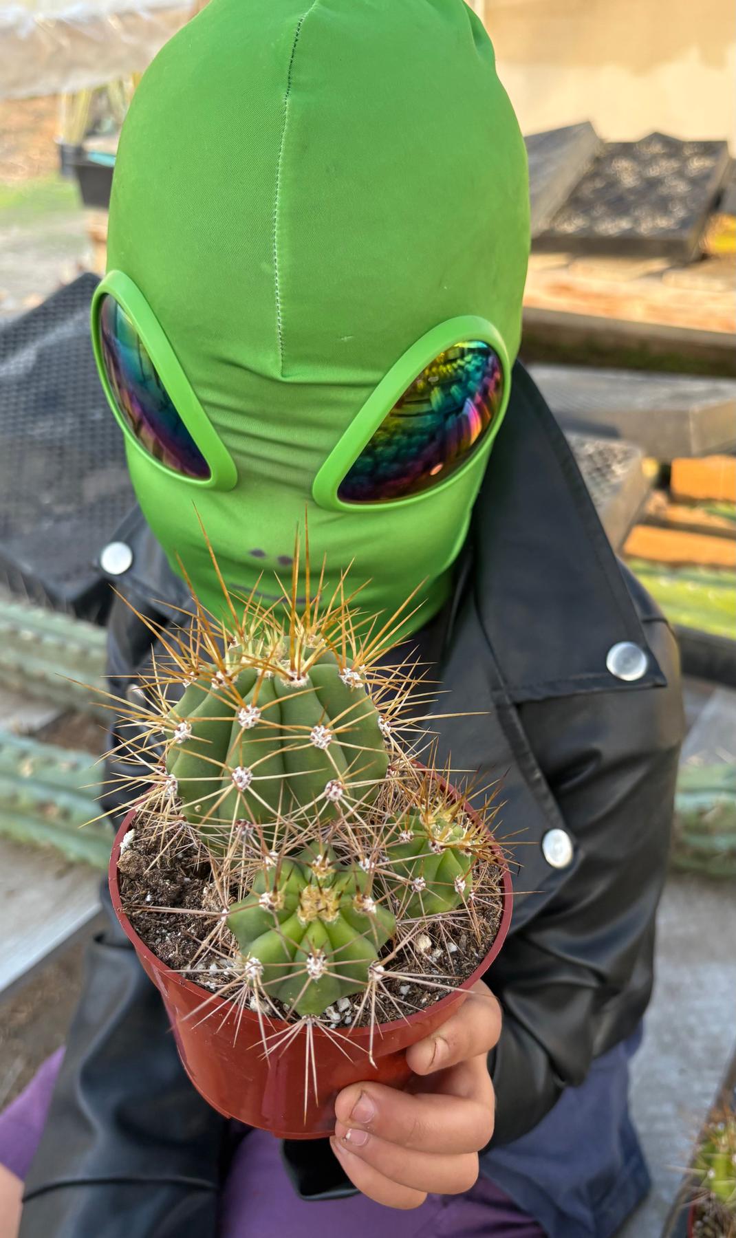 #EC57 EXACT Trichocereus Terschekii ornamental Cactus Options