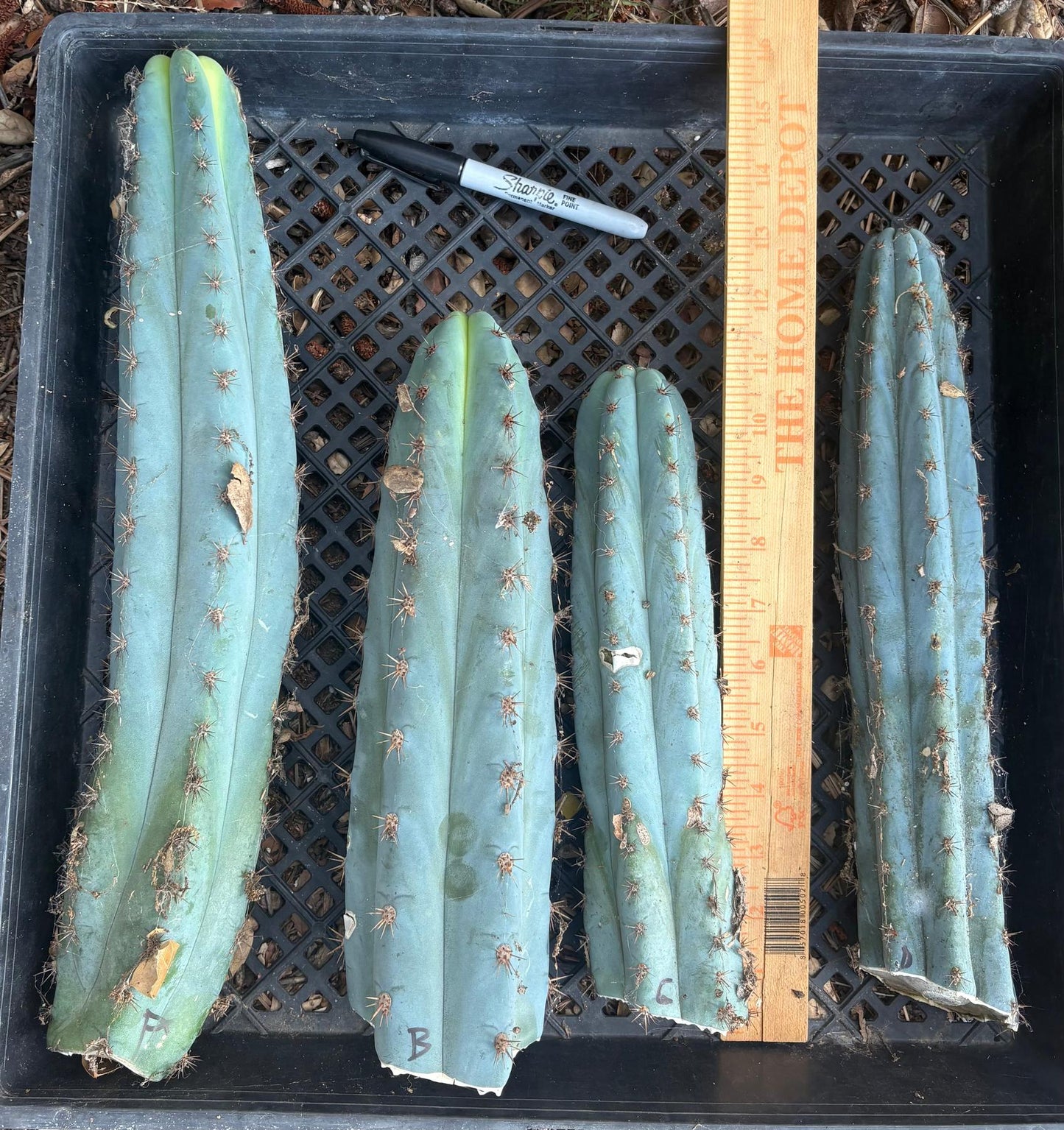 #EC62 EXACT Trichocereus Peruvianus TSSBP Blue Peru BARGAIN Cactus Cuttings