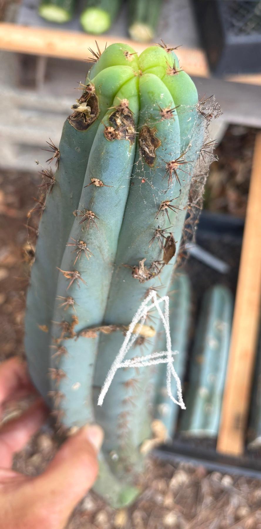 #EC62 EXACT Trichocereus Peruvianus TSSBP Blue Peru BARGAIN Cactus Cuttings