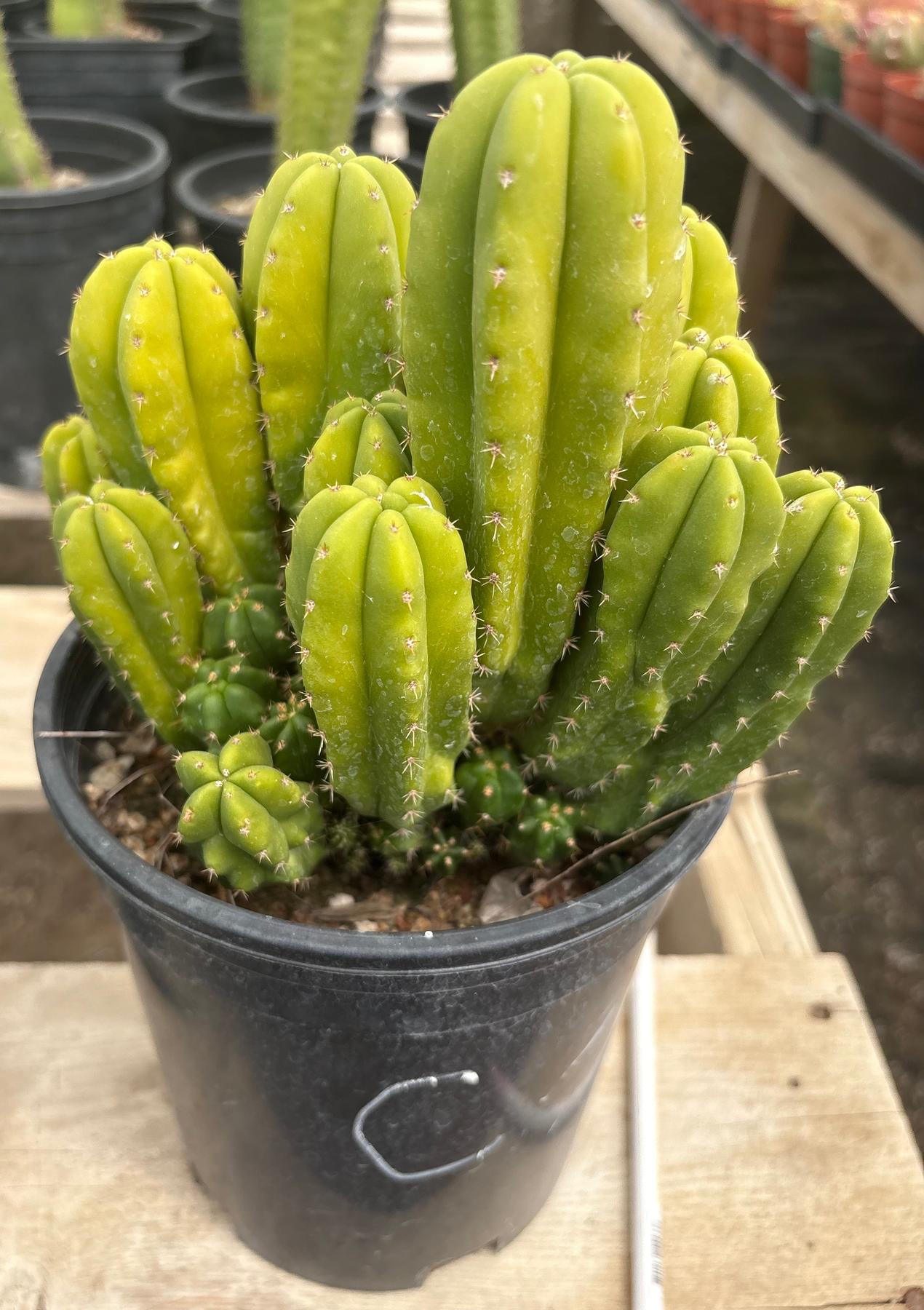 #EC63 Exact Trichocereus Scopulicola X TPC Cactus Potted options