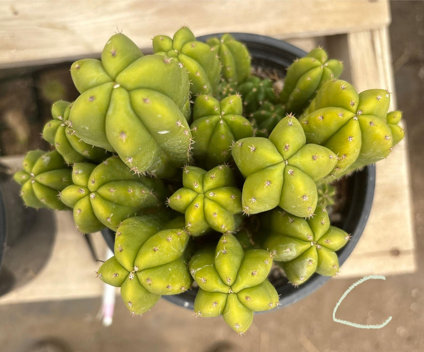 #EC63 Exact Trichocereus Scopulicola X TPC Cactus Potted options