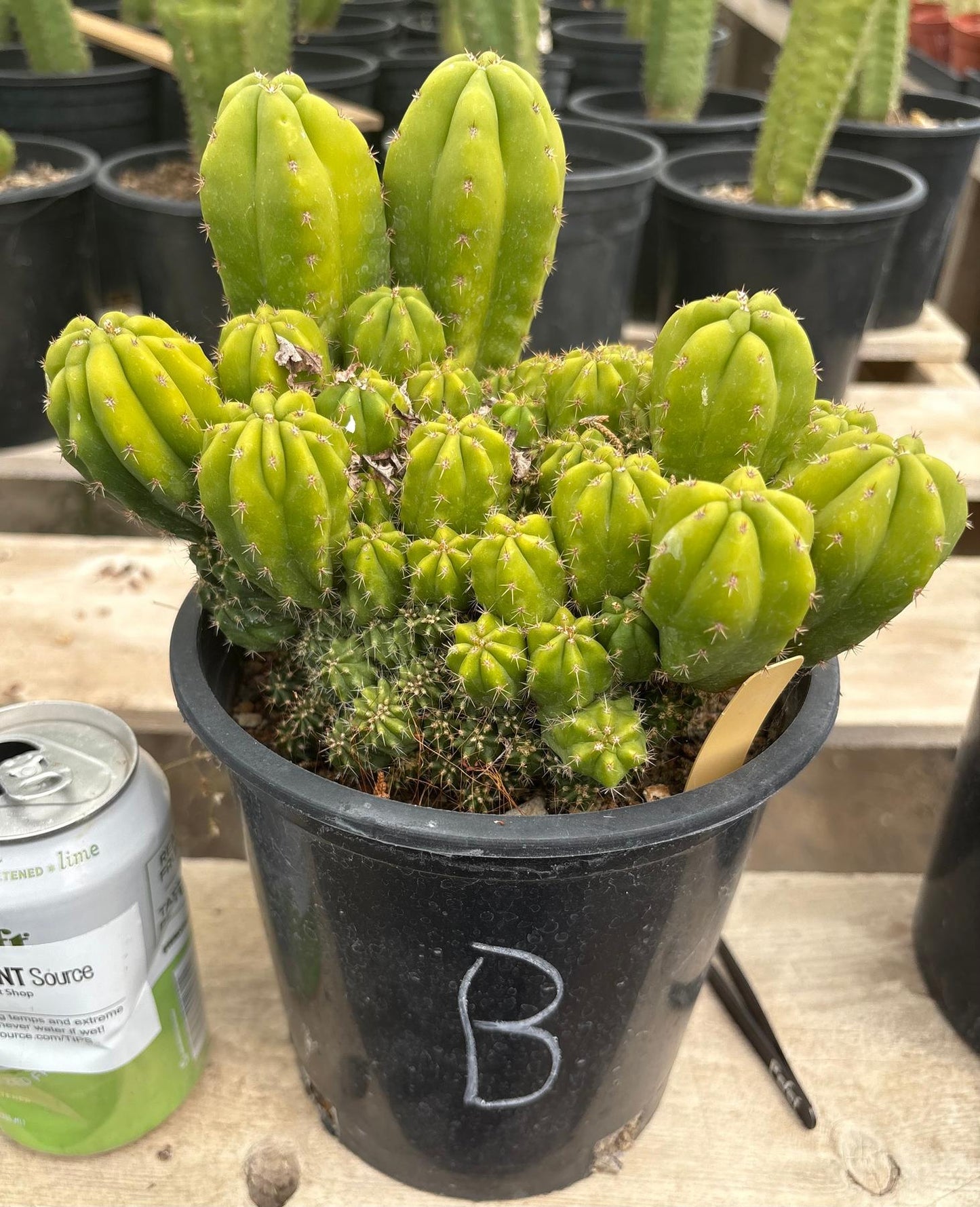 #EC63 Exact Trichocereus Scopulicola X TPC Cactus Potted options