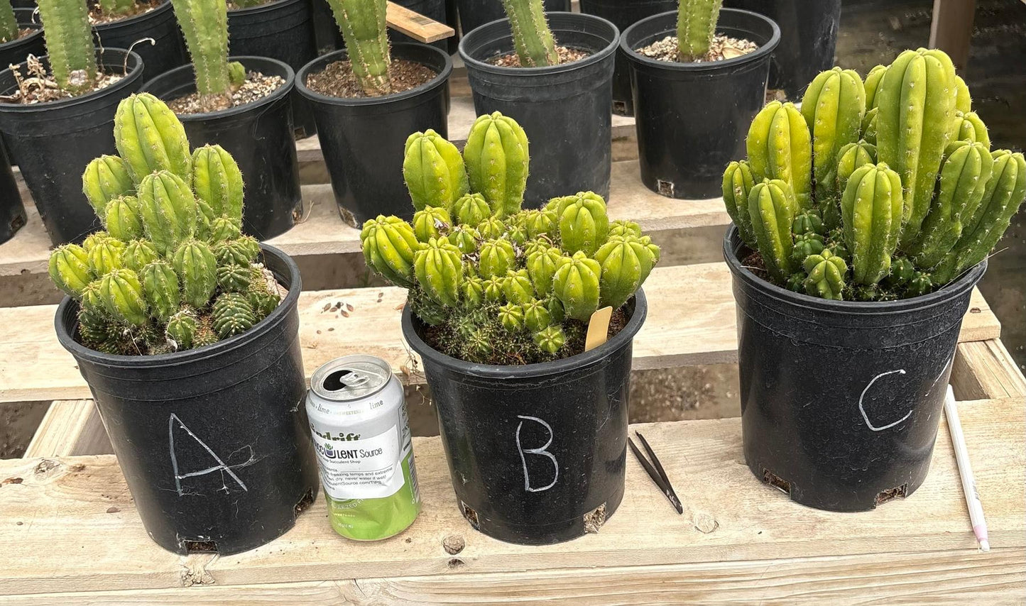 #EC63 Exact Trichocereus Scopulicola X TPC Cactus Potted options