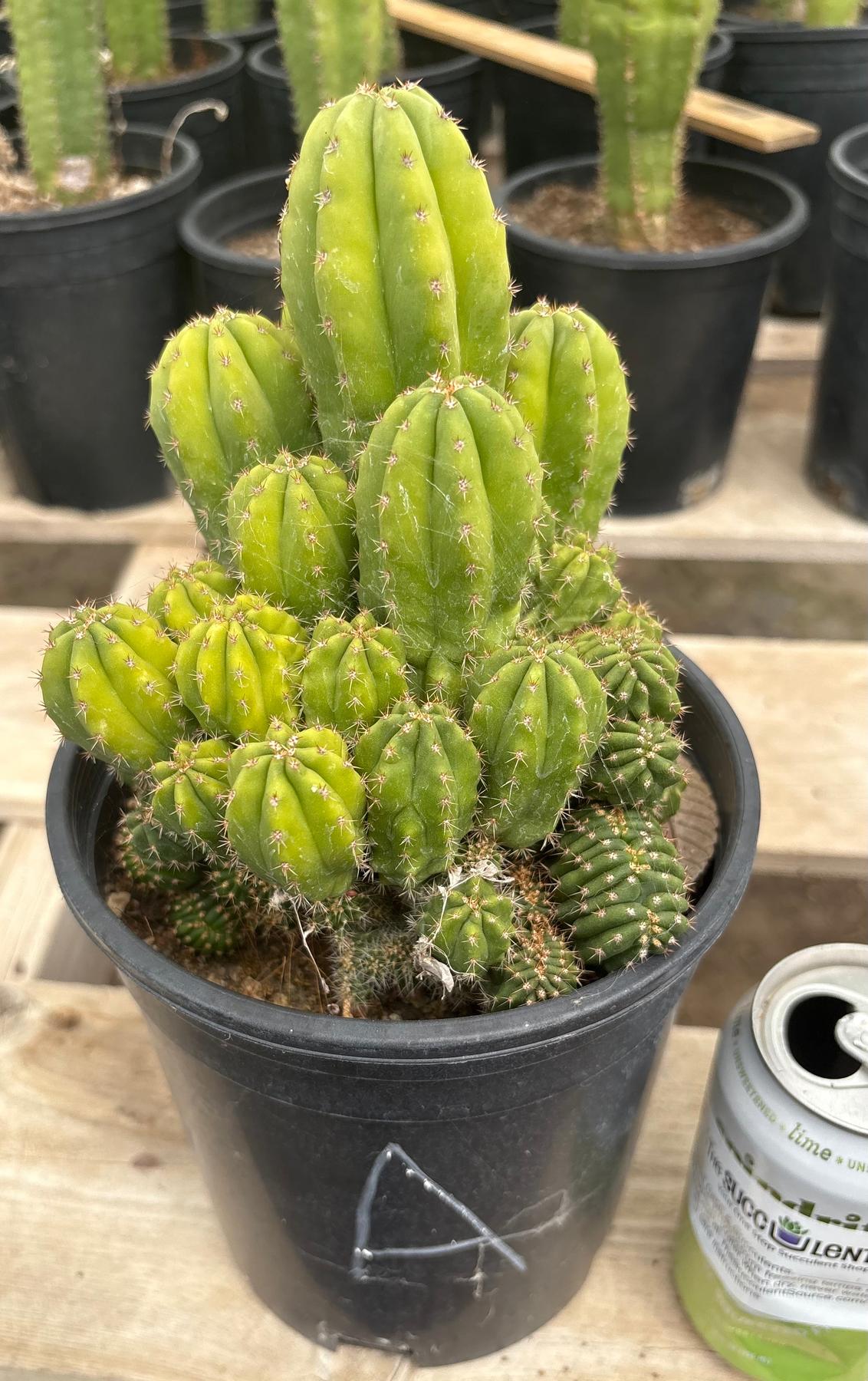 #EC63 Exact Trichocereus Scopulicola X TPC Cactus Potted options