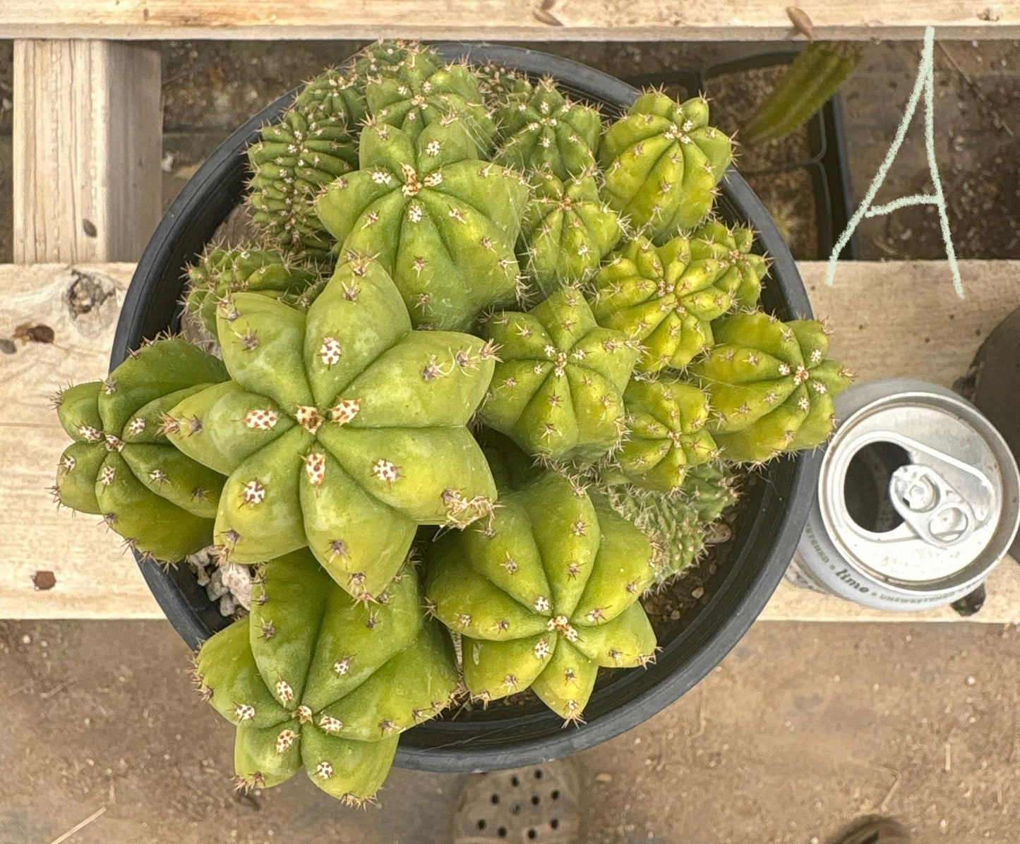 #EC63 Exact Trichocereus Scopulicola X TPC Cactus Potted options