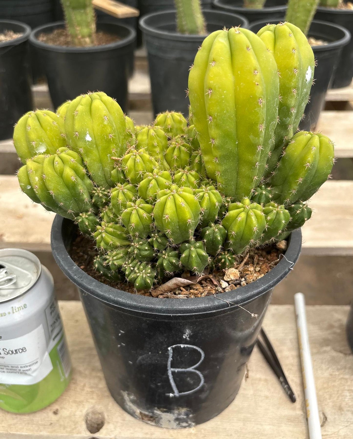 #EC63 Exact Trichocereus Scopulicola X TPC Cactus Potted options
