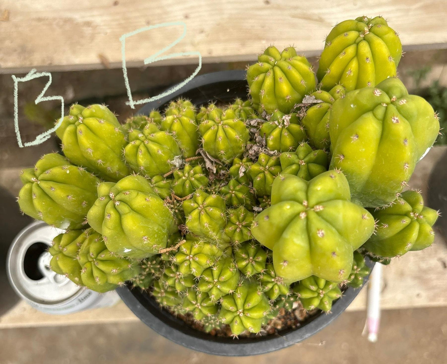 #EC63 Exact Trichocereus Scopulicola X TPC Cactus Potted options