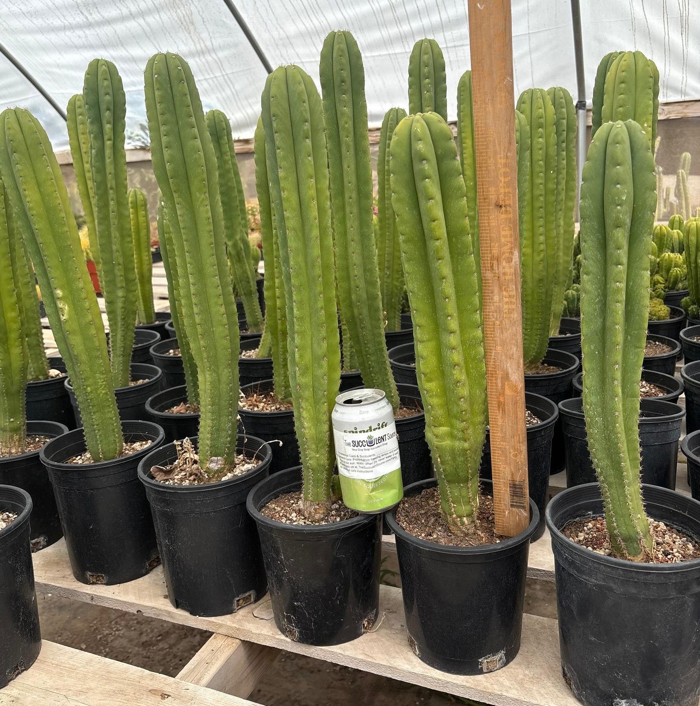 #EC63 Exact Trichocereus Scopulicola X TPC Cactus Potted options