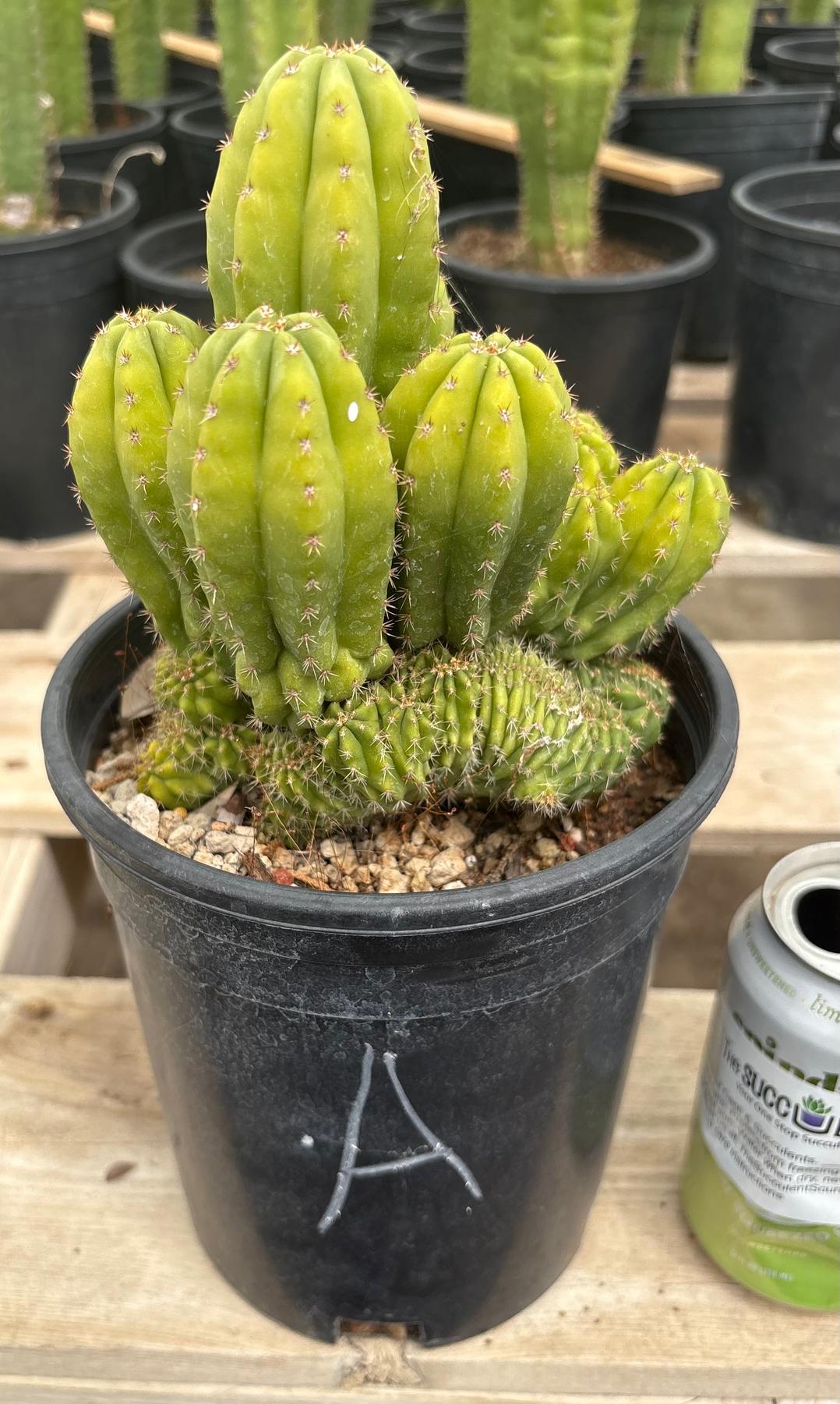 #EC63 Exact Trichocereus Scopulicola X TPC Cactus Potted options
