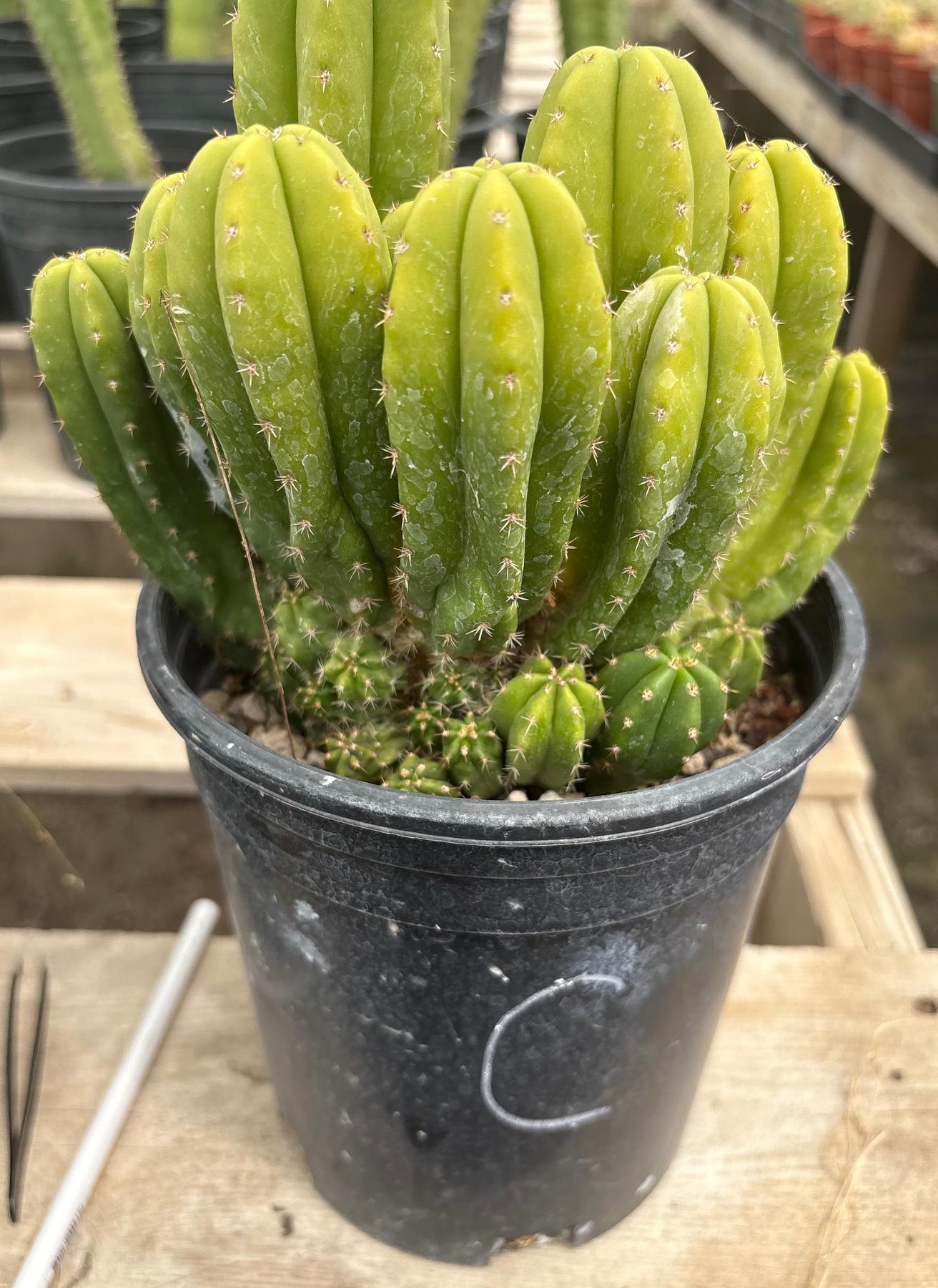 #EC63 Exact Trichocereus Scopulicola X TPC Cactus Potted options