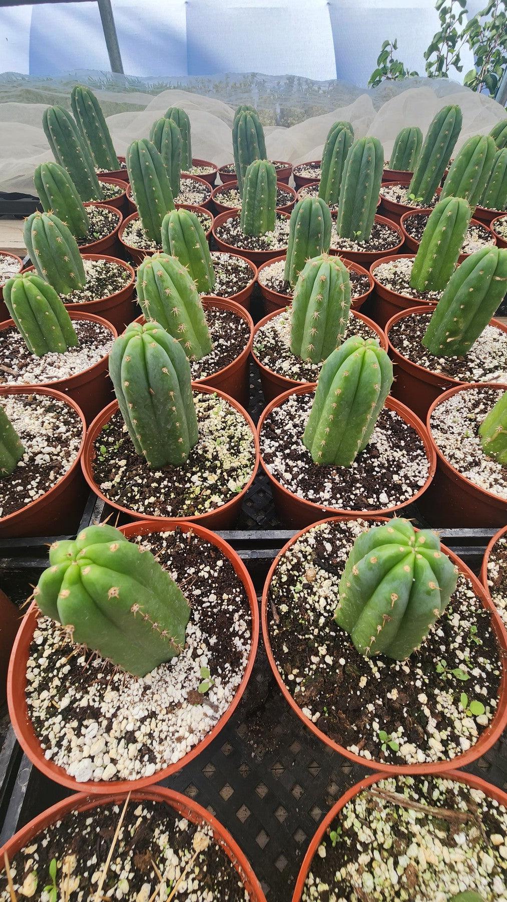 #EC67 EXACT Trichocereus Pachanoi "46"  in 4” or 6" container