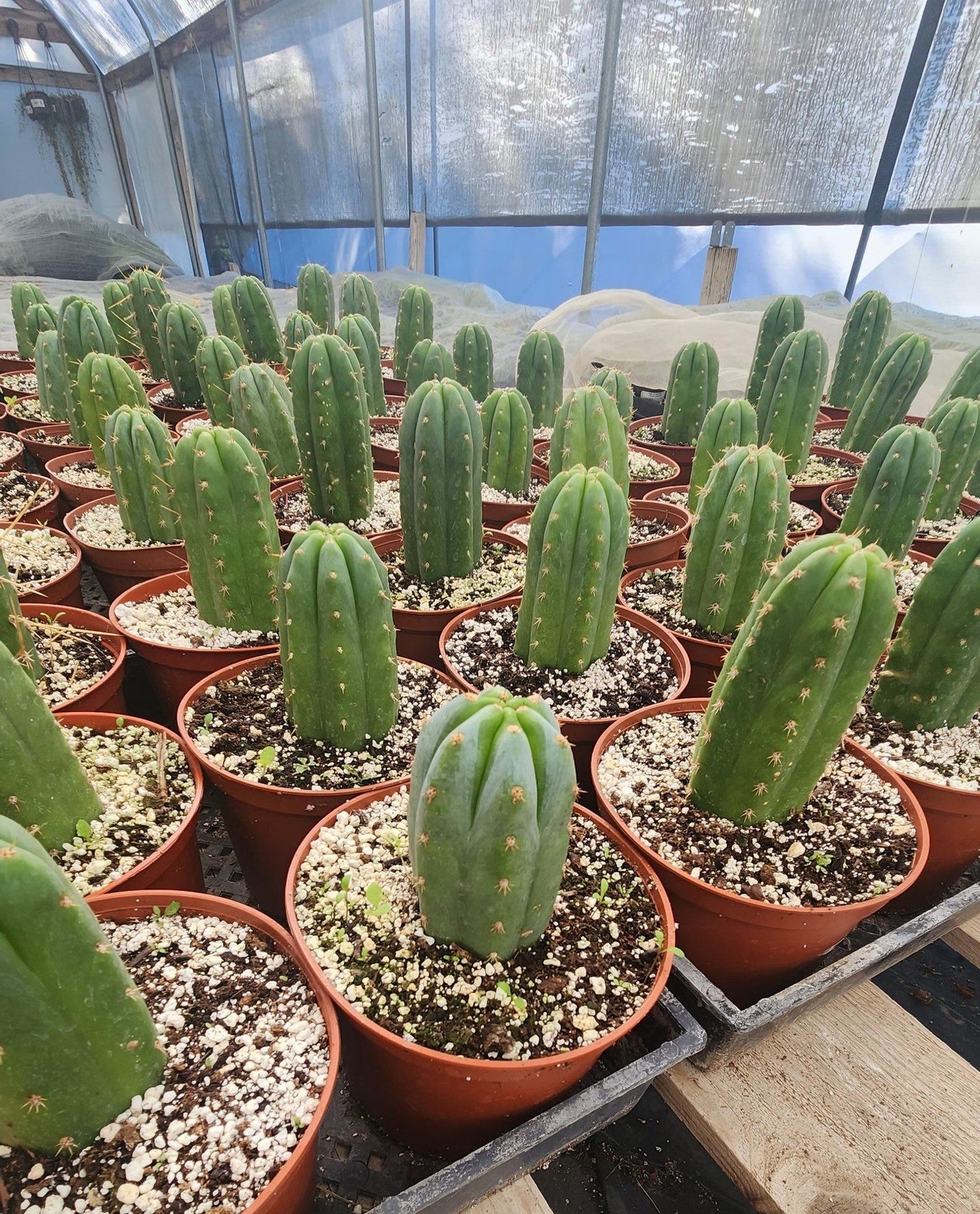 #EC67 EXACT Trichocereus Pachanoi "46"  in 4” or 6" container