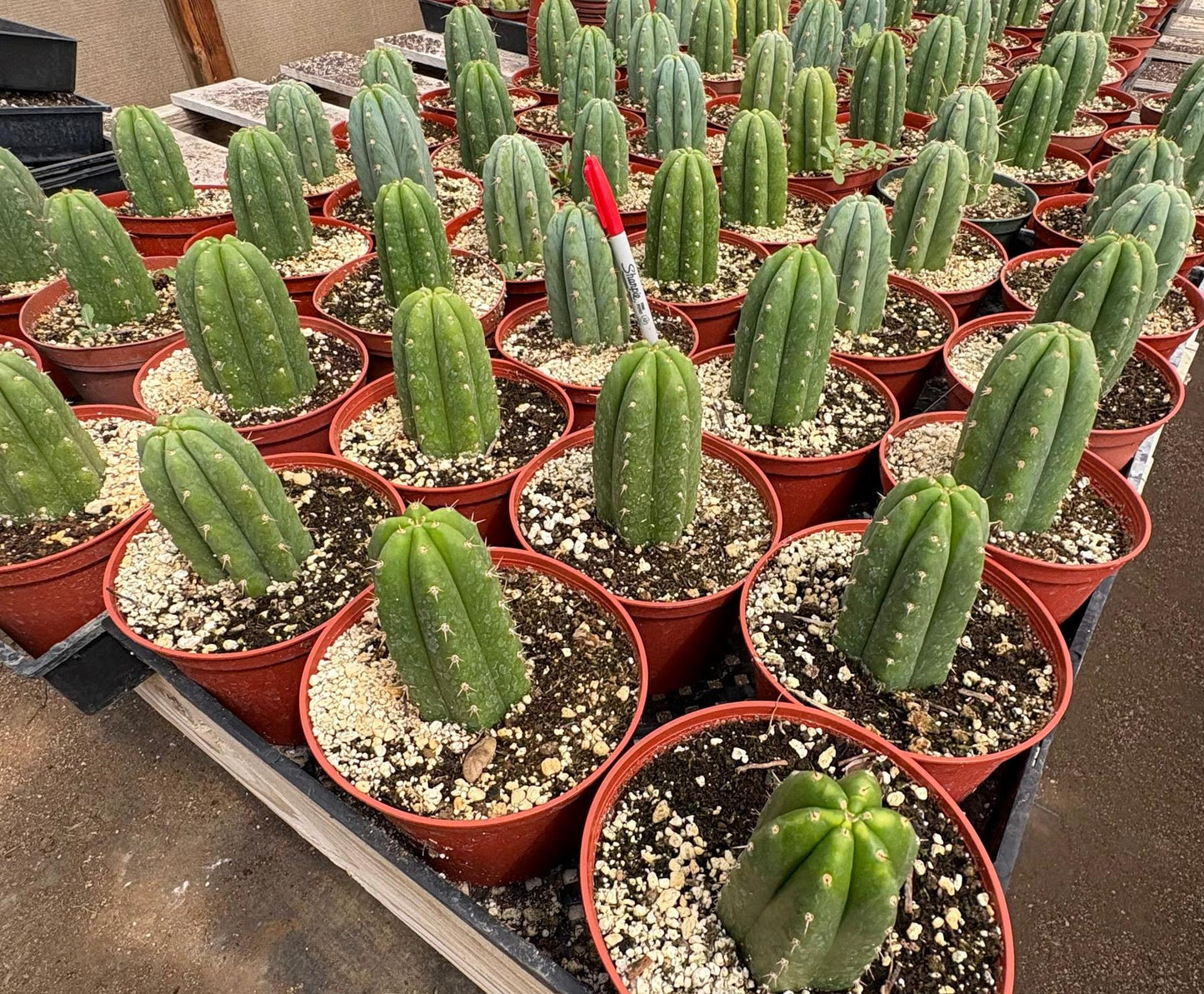 #EC67 EXACT Trichocereus Pachanoi "46"  in 4” or 6" container