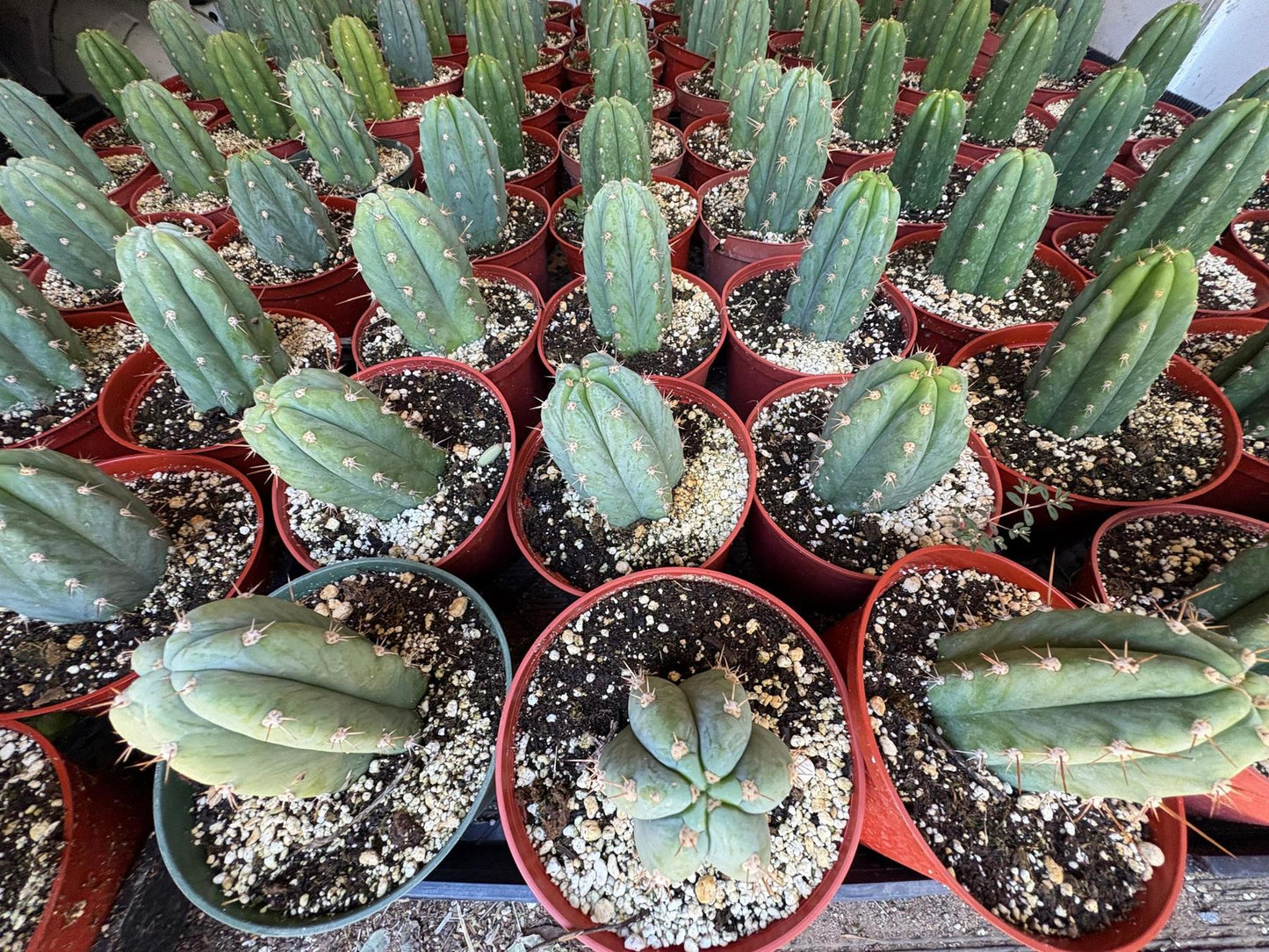 #EC67 EXACT Trichocereus Pachanoi "46"  in 4” or 6" container