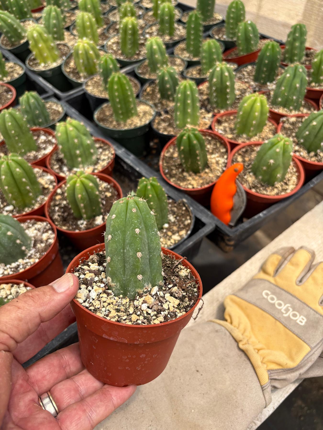 #EC67 EXACT Trichocereus Pachanoi "46"  in 4” or 6" container
