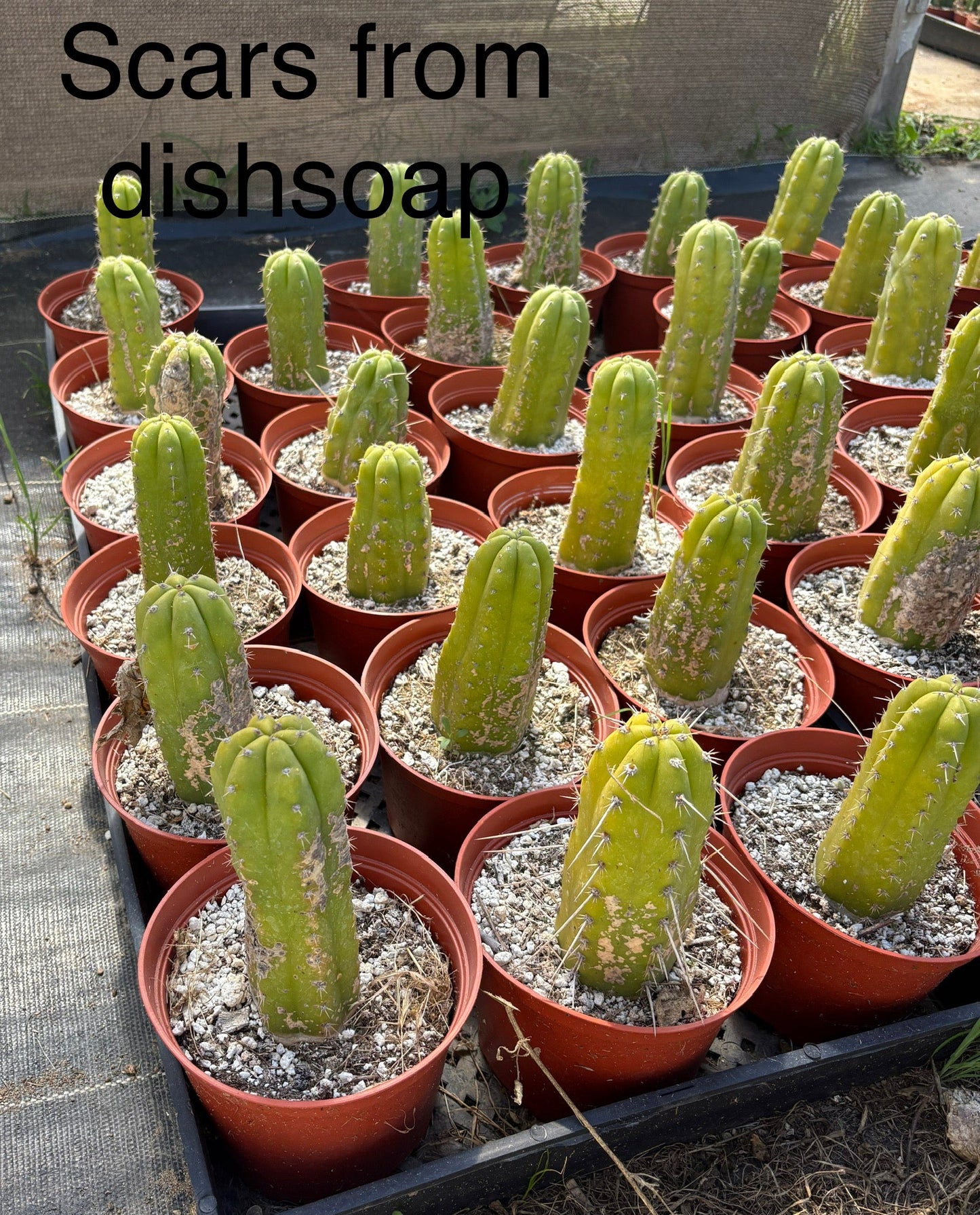 #EC67 EXACT Trichocereus Pachanoi "46"  in 4” or 6" container