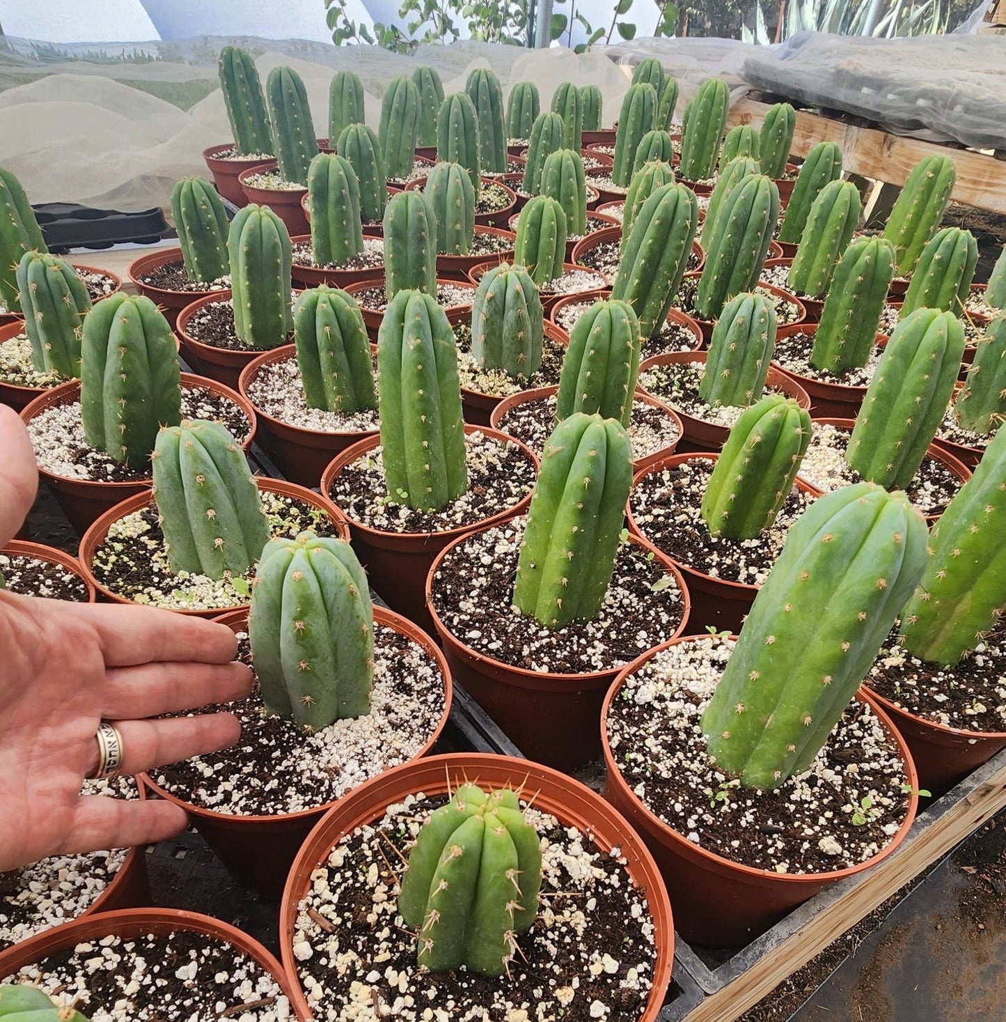 #EC67 EXACT Trichocereus Pachanoi "46"  in 4” or 6" container