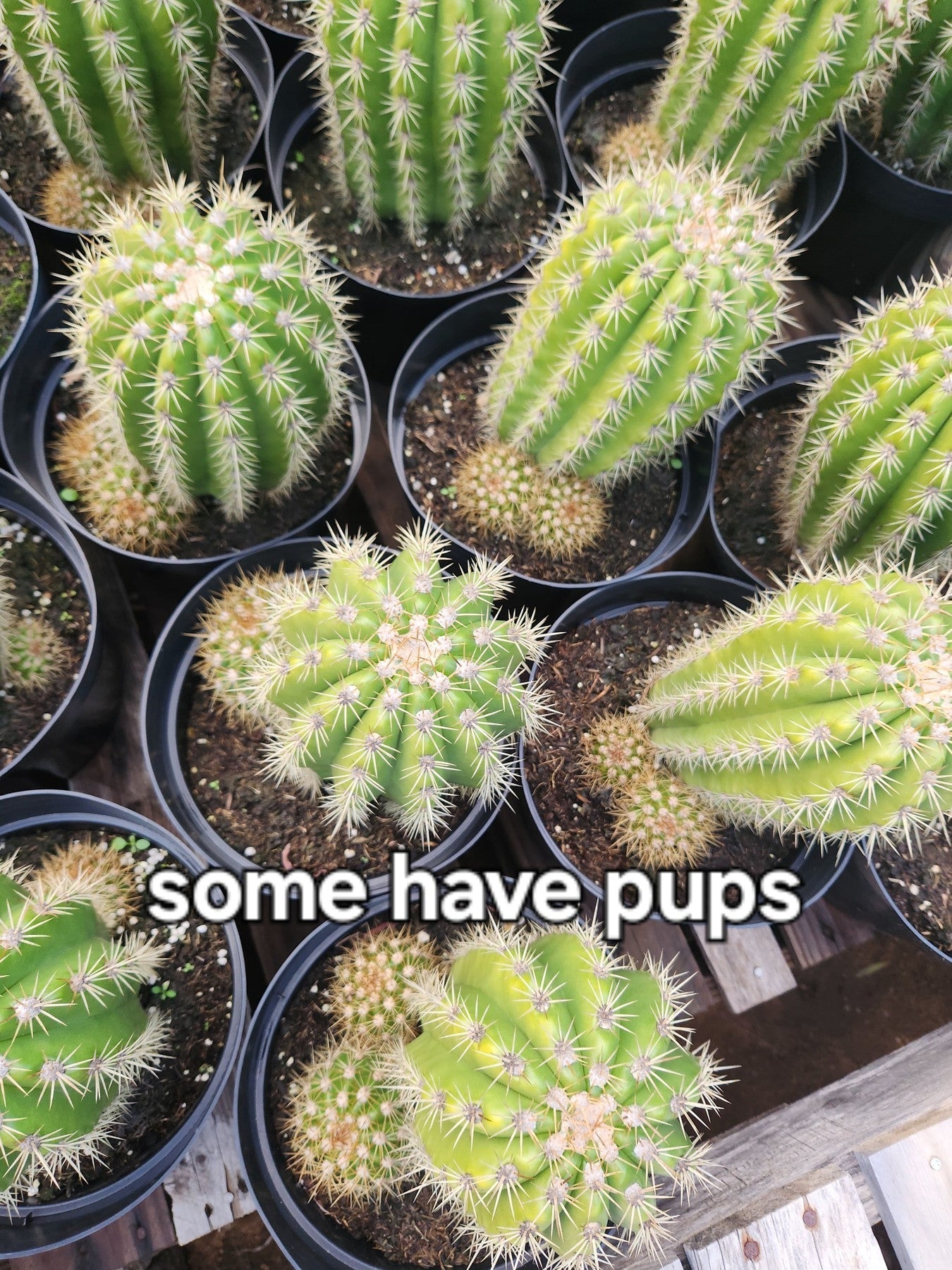 #EC68 Trichocereus Grandiflorus Sun Goddess Grafting Cactus