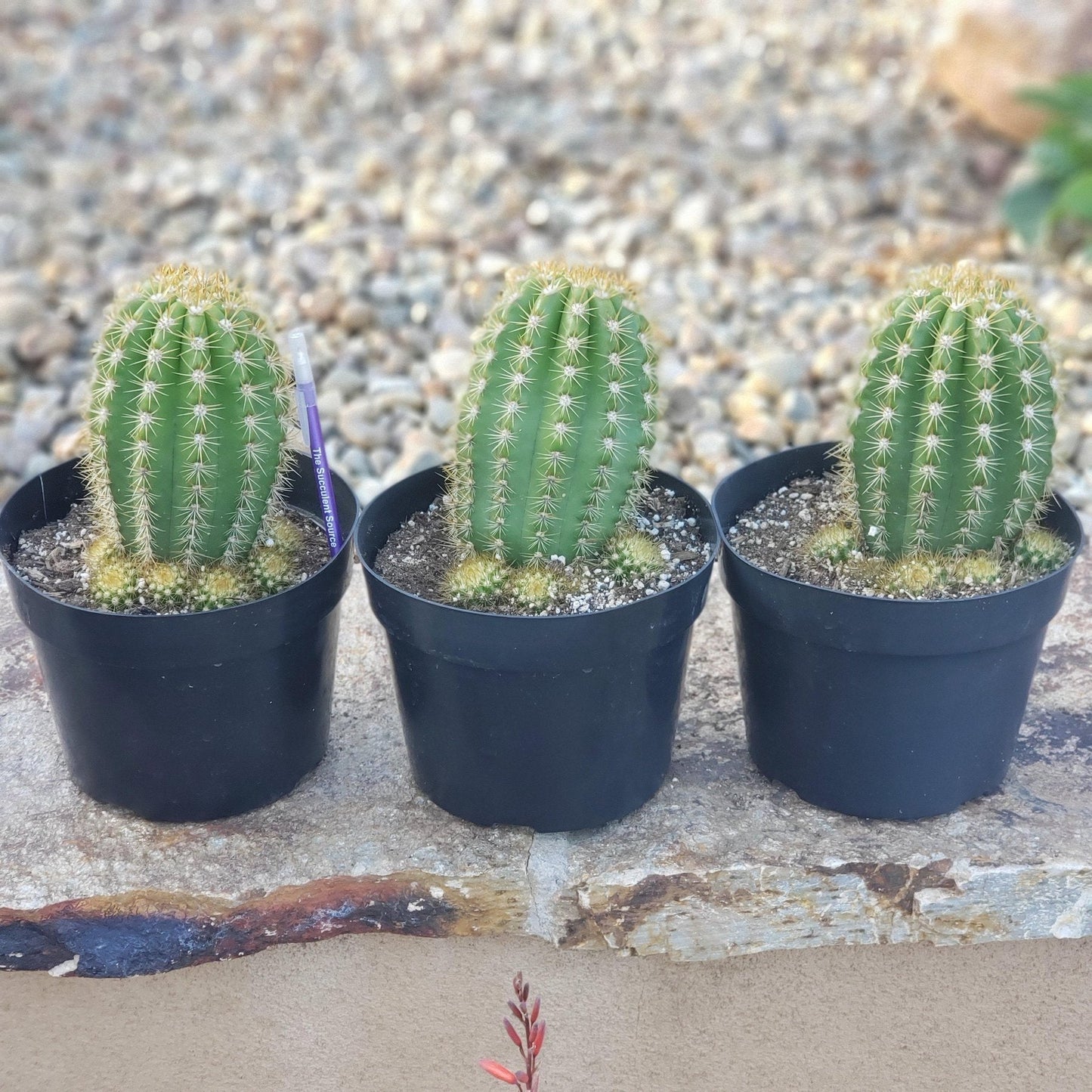 #EC68 Trichocereus Grandiflorus Sun Goddess Grafting Cactus