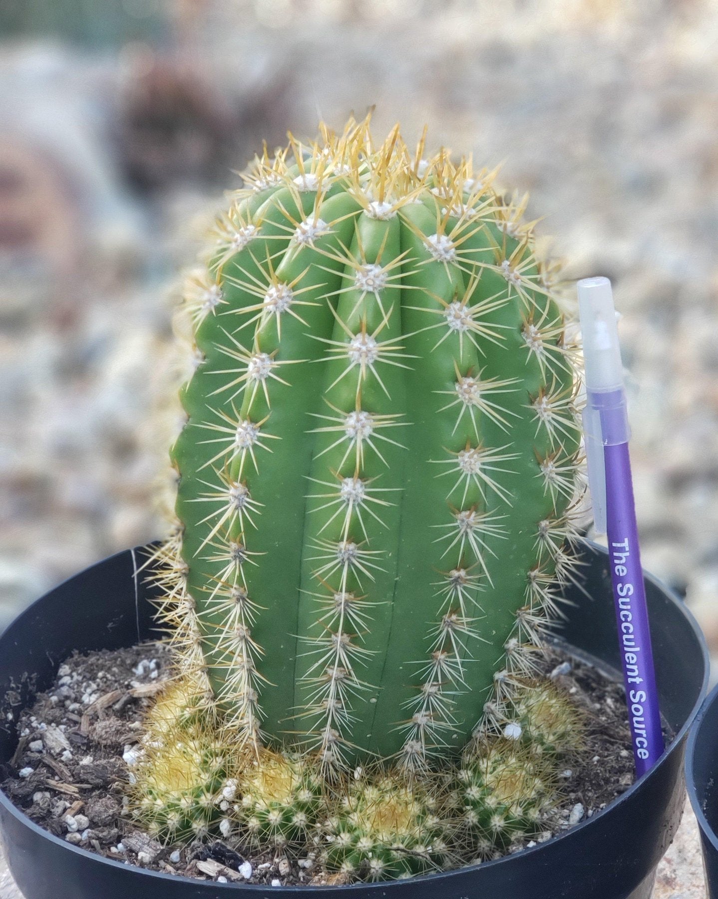 #EC68 Trichocereus Grandiflorus Sun Goddess Grafting Cactus