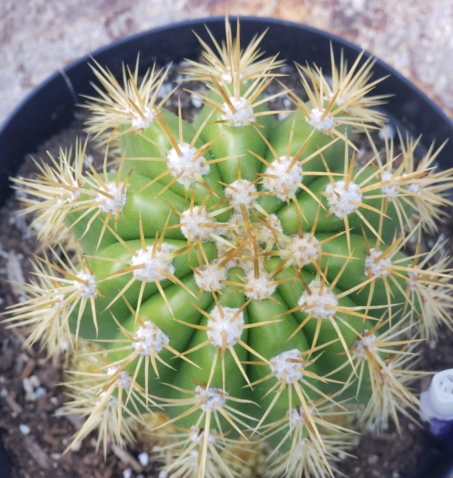 #EC68 Trichocereus Grandiflorus Sun Goddess Grafting Cactus