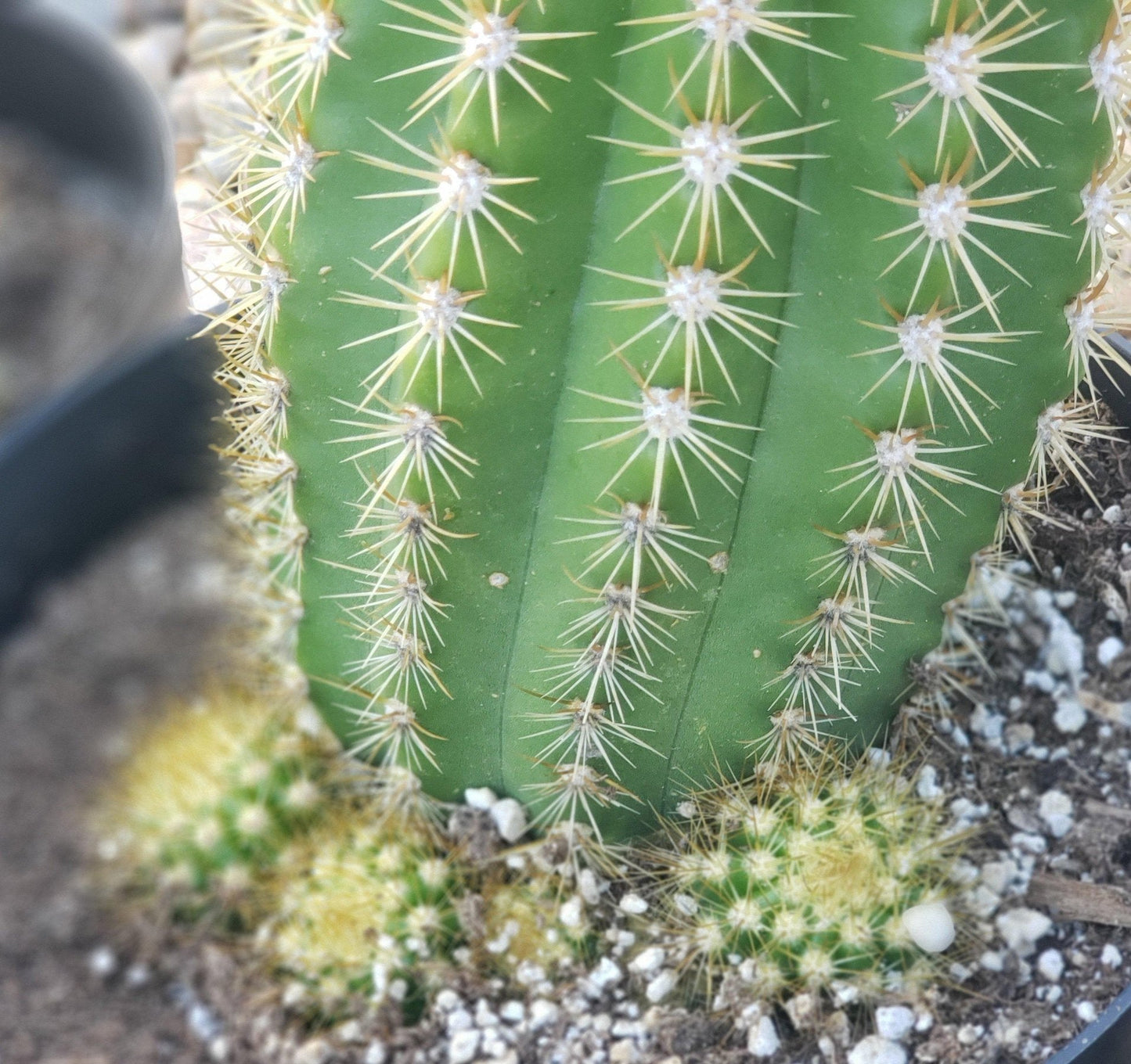 #EC68 Trichocereus Grandiflorus Sun Goddess Grafting Cactus