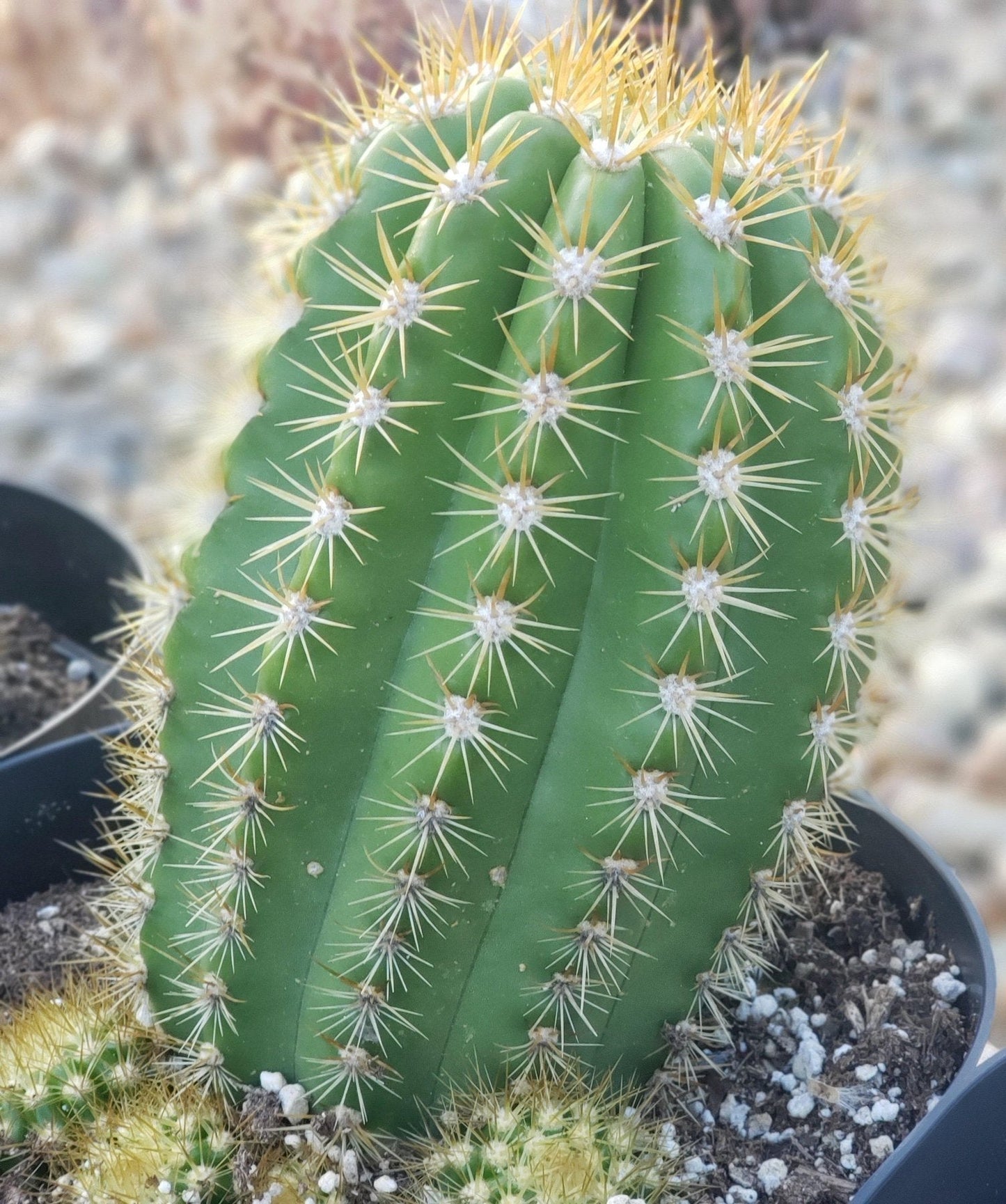 #EC68 Trichocereus Grandiflorus Sun Goddess Grafting Cactus