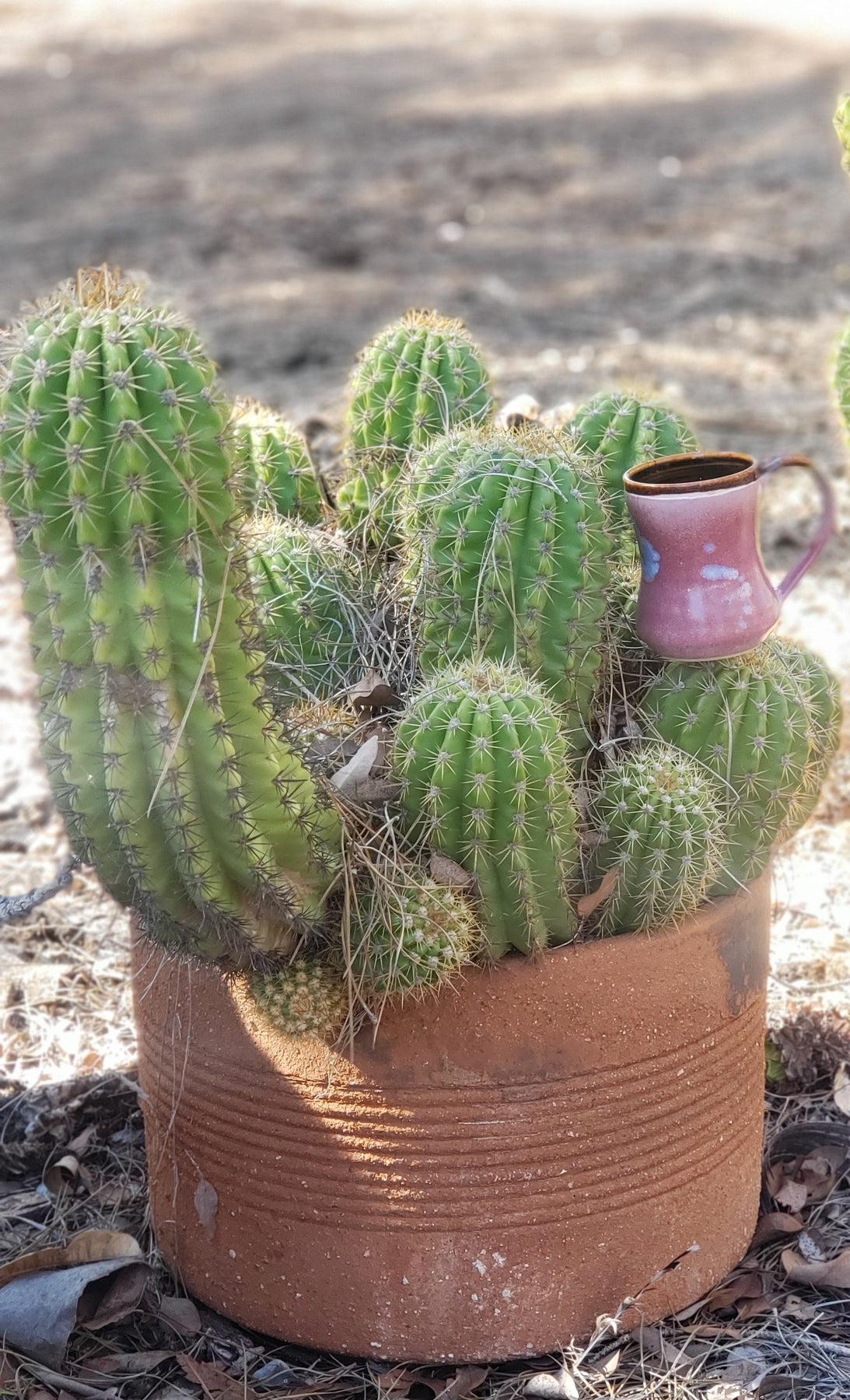 #EC68 Trichocereus Grandiflorus Sun Goddess Grafting Cactus