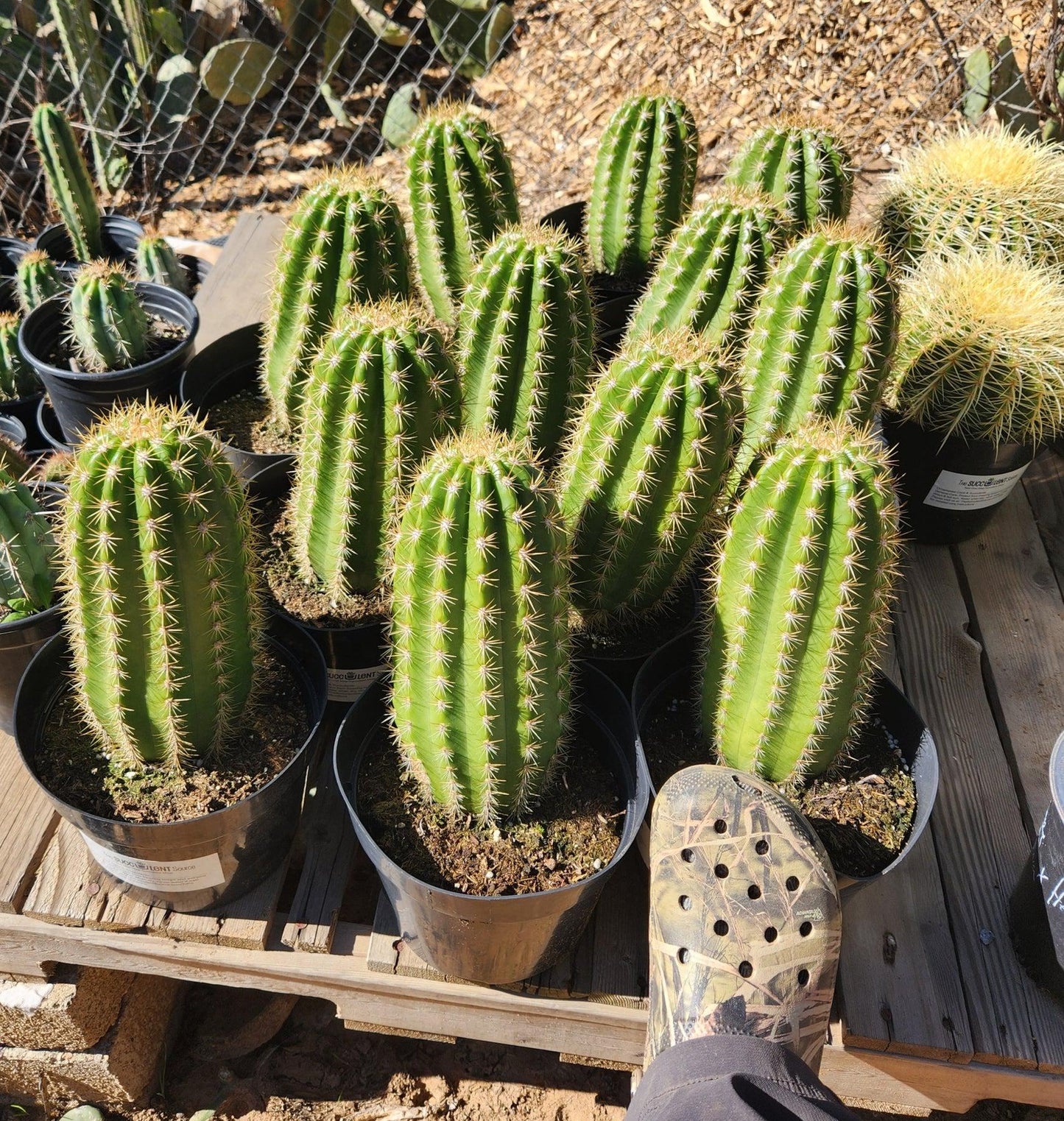 #EC68 Trichocereus Grandiflorus Sun Goddess Grafting Cactus