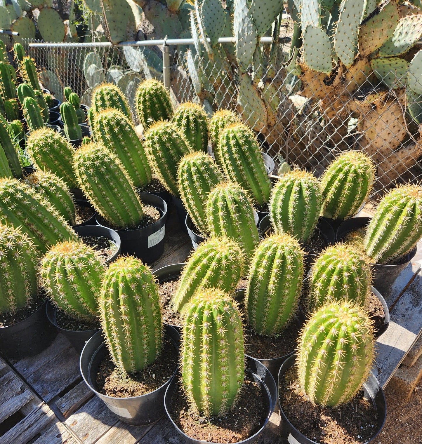 #EC68 Trichocereus Grandiflorus Sun Goddess Grafting Cactus