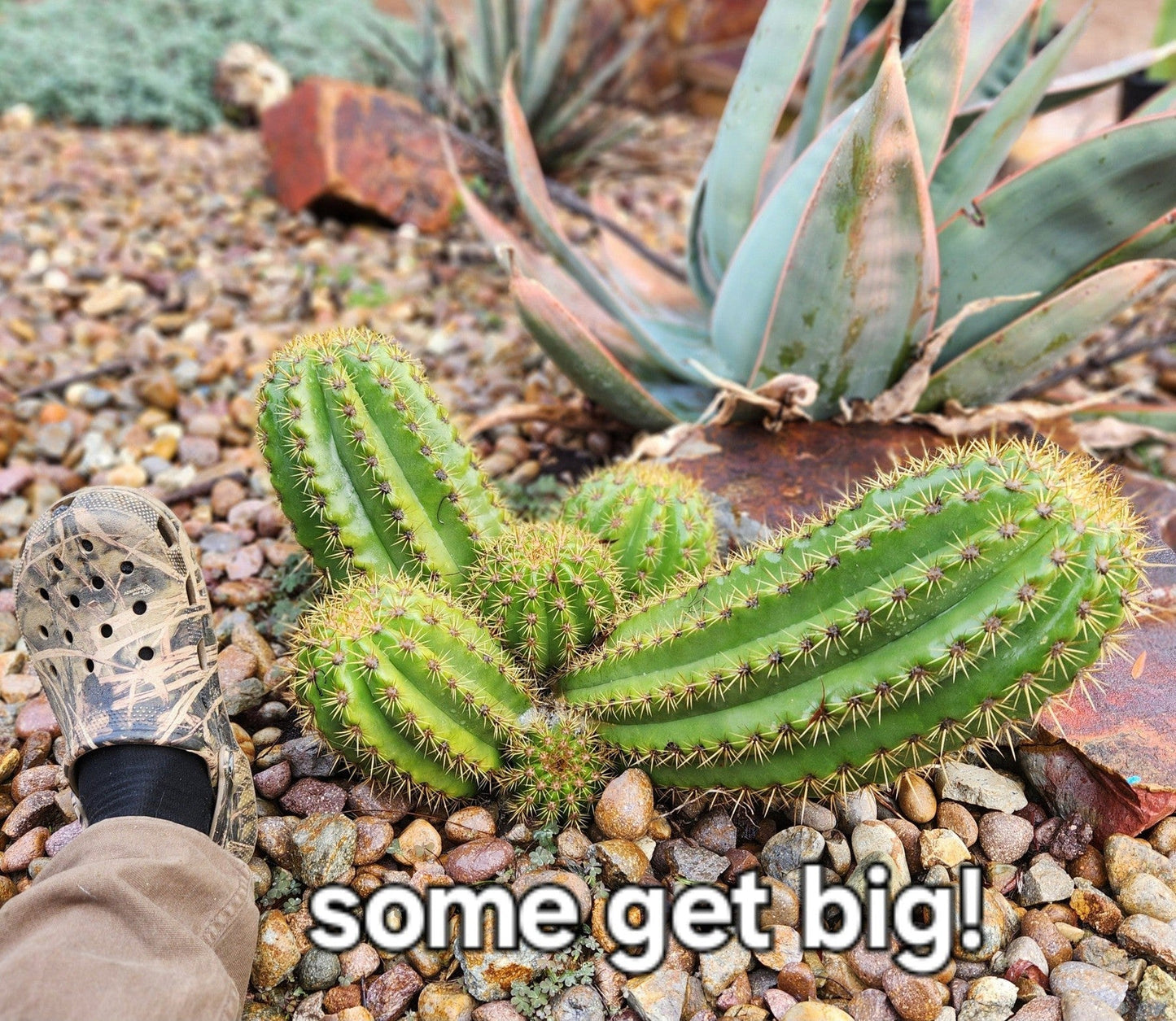 #EC68 Trichocereus Grandiflorus Sun Goddess Grafting Cactus
