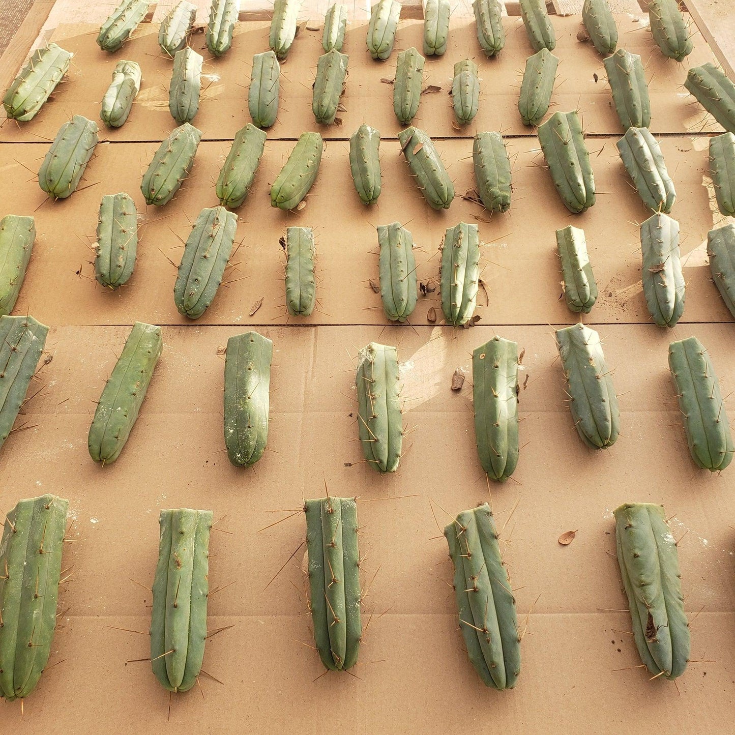#EC72 EXACT Trichocereus Bridgesii Jiimz Cactus Cutting 5-6"