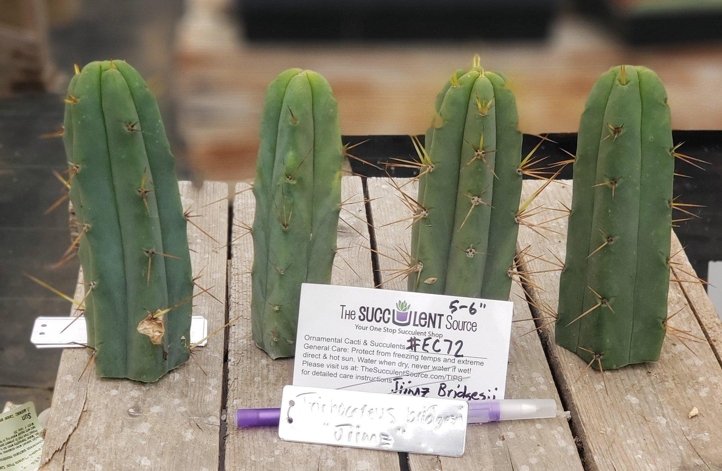#EC72 EXACT Trichocereus Bridgesii Jiimz Cactus Cutting 5-6"