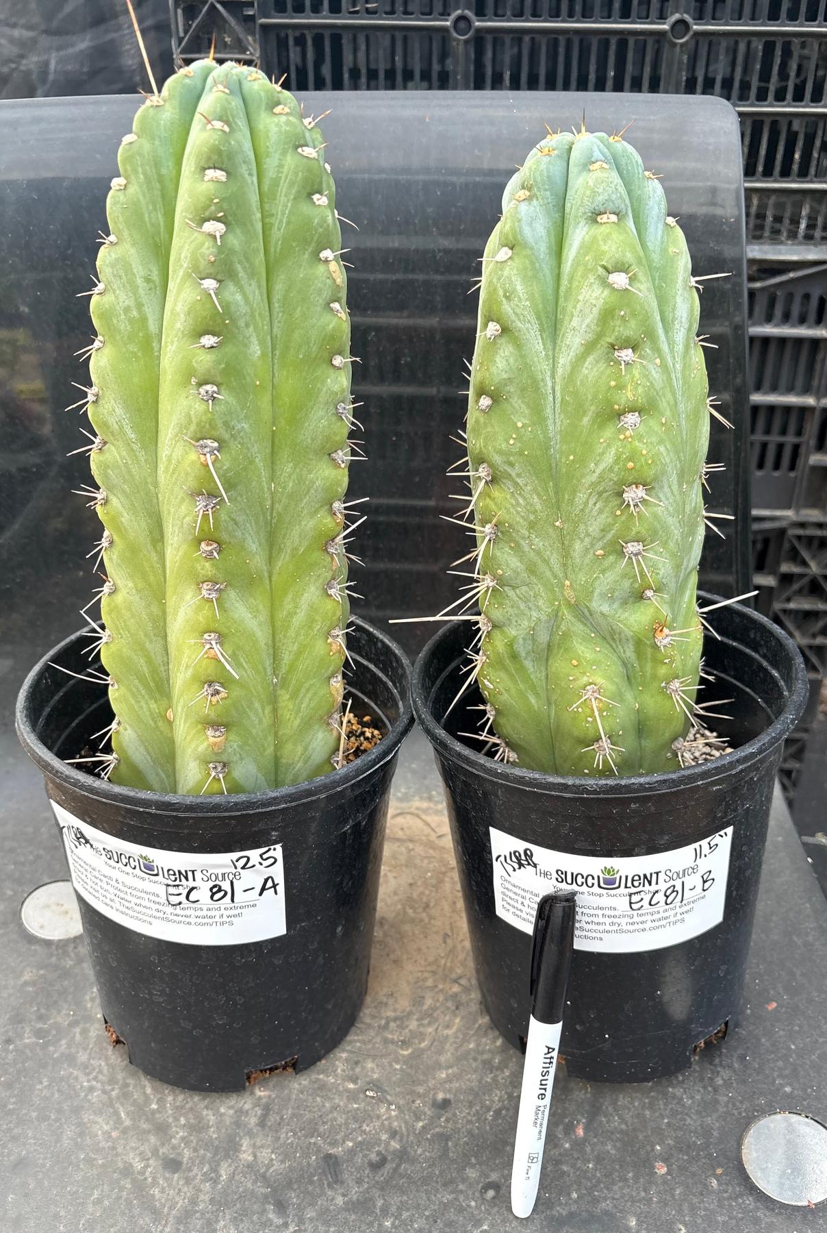 #EC81 EXACT Trichocereus Peruvianus TSSBP Potted Cactus A or B