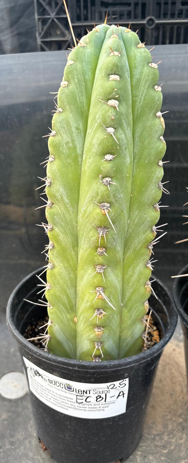 #EC81 EXACT Trichocereus Peruvianus TSSBP Potted Cactus A or B