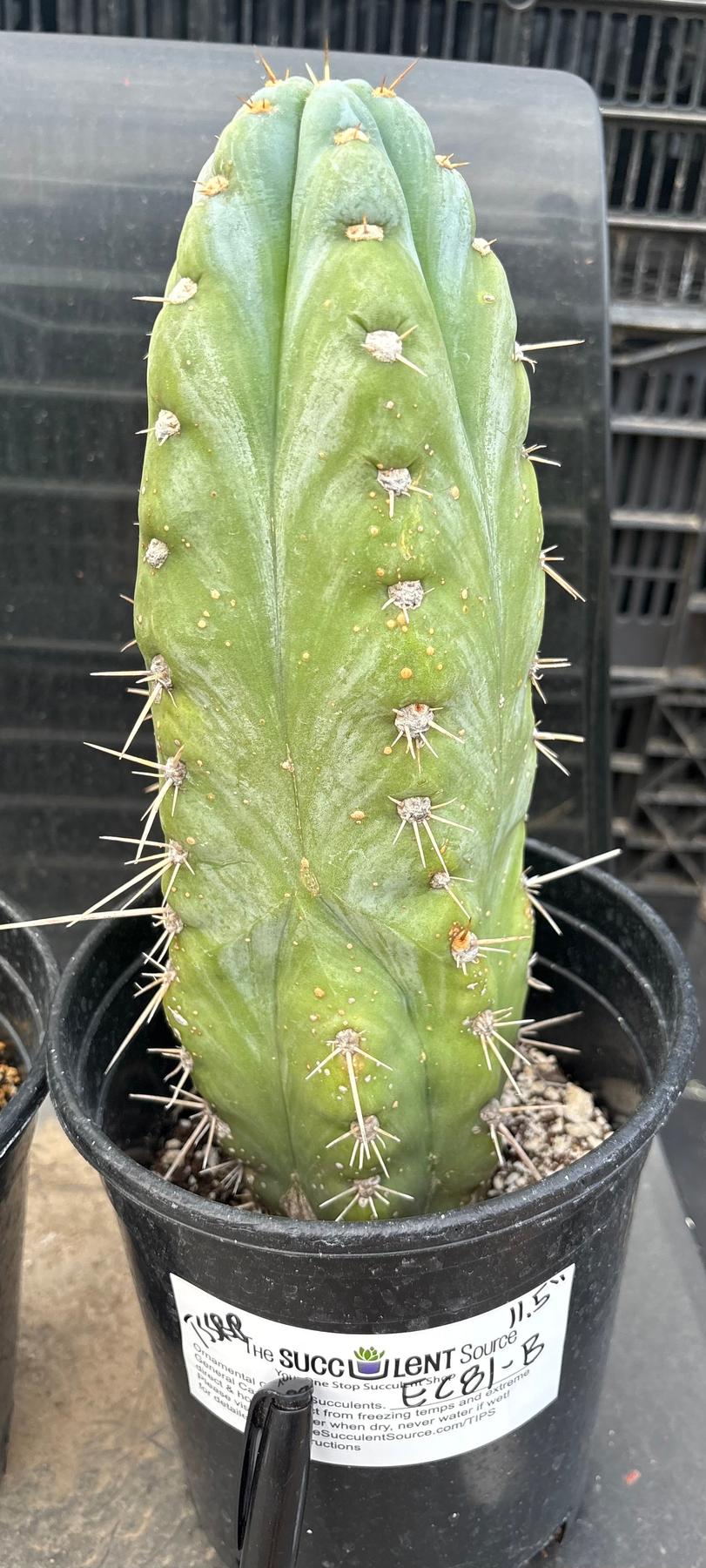#EC81 EXACT Trichocereus Peruvianus TSSBP Potted Cactus A or B