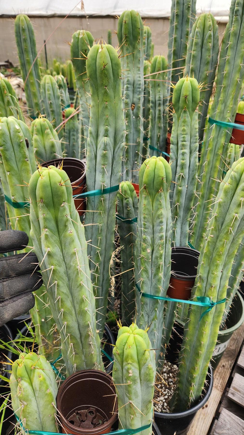 #EC85 Trichocereus "K-Valle" Bridgesii  Cactus Cutting 10-12"