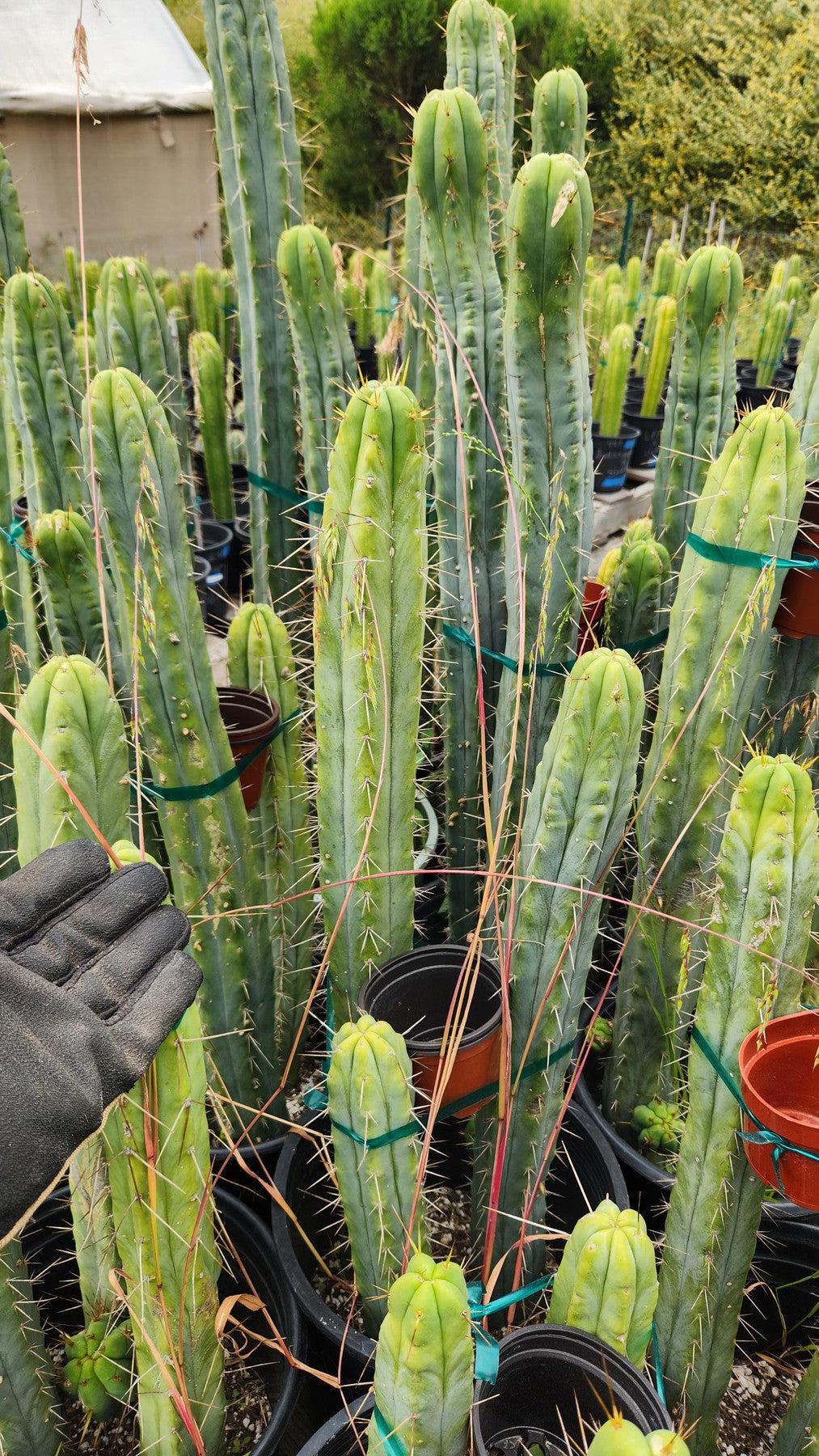 #EC85 Trichocereus "K-Valle" Bridgesii  Cactus Cutting 10-12"