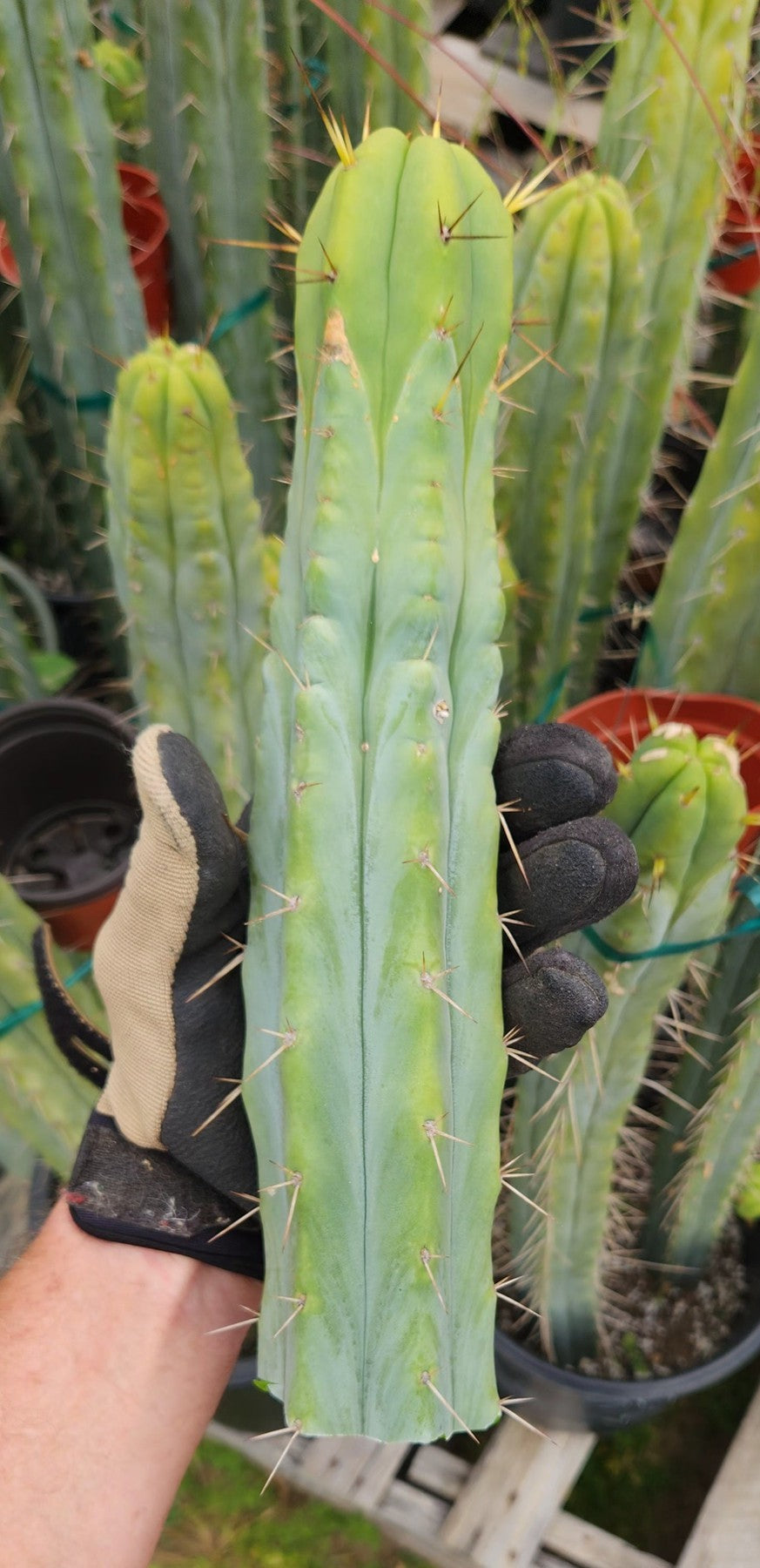 #EC85 Trichocereus "K-Valle" Bridgesii  Cactus Cutting 10-12"
