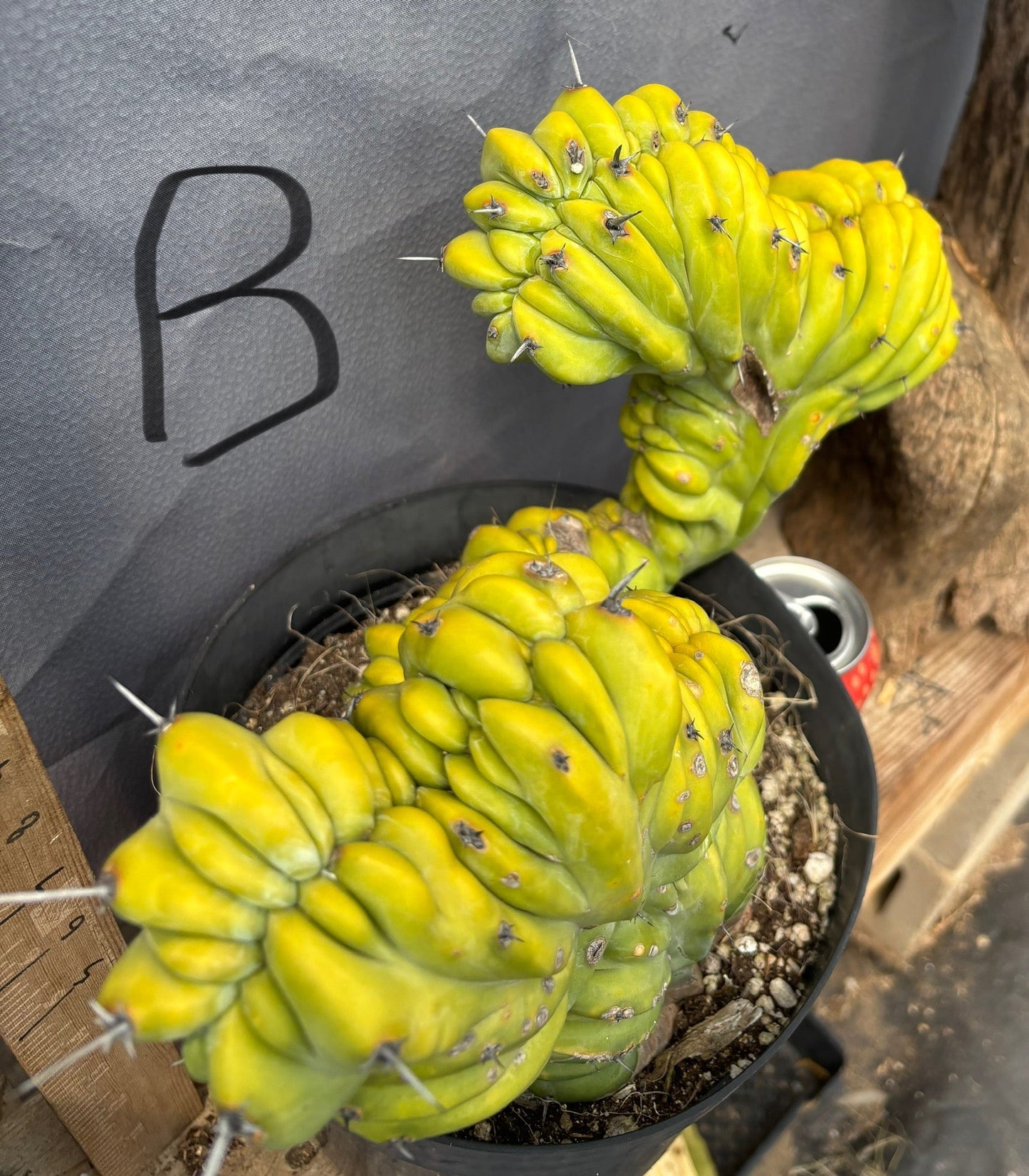 #EC87 Myrtillocactus Geometrizans Blue Candle Crested Cactus potted