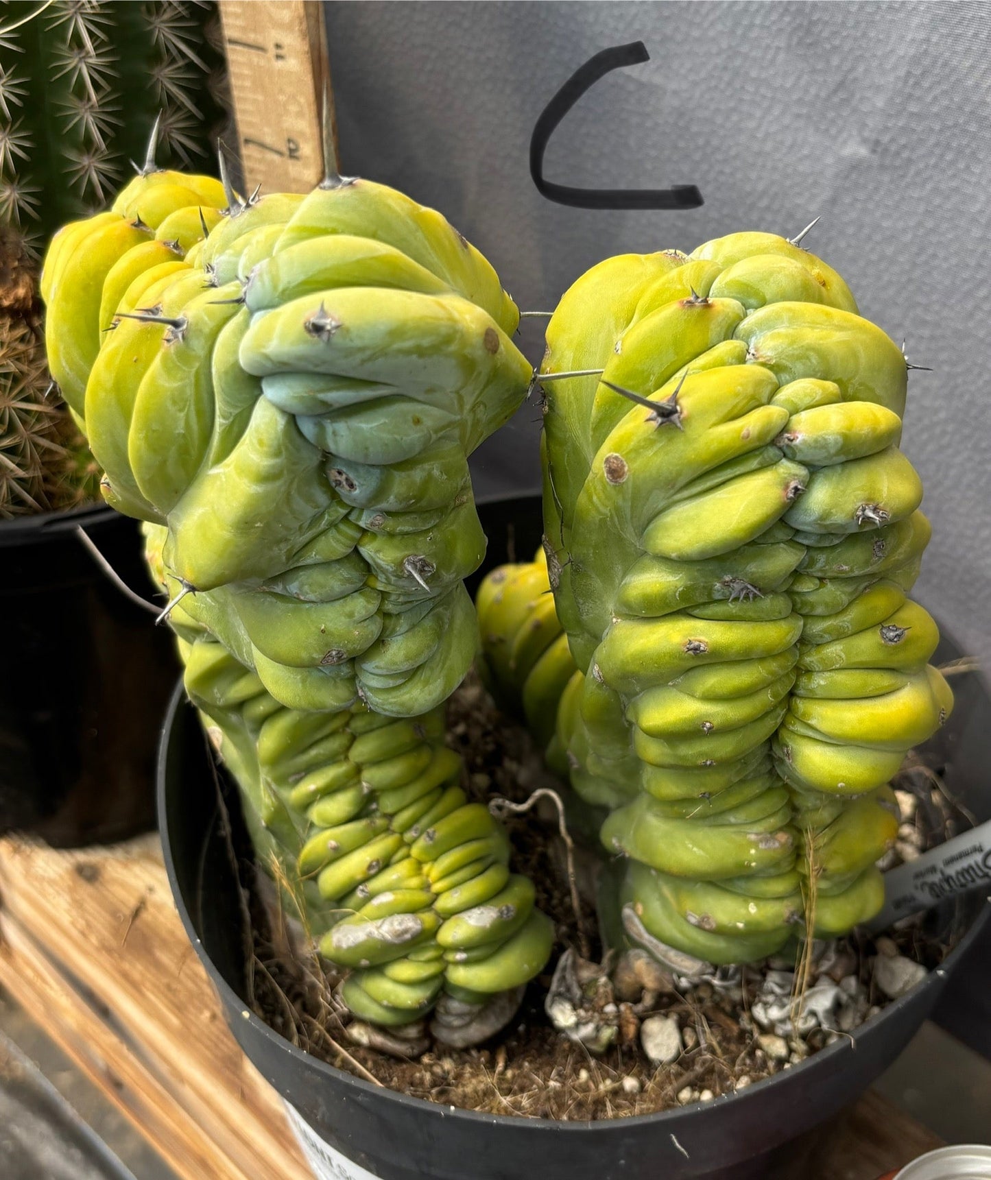 #EC87 Myrtillocactus Geometrizans Blue Candle Crested Cactus potted