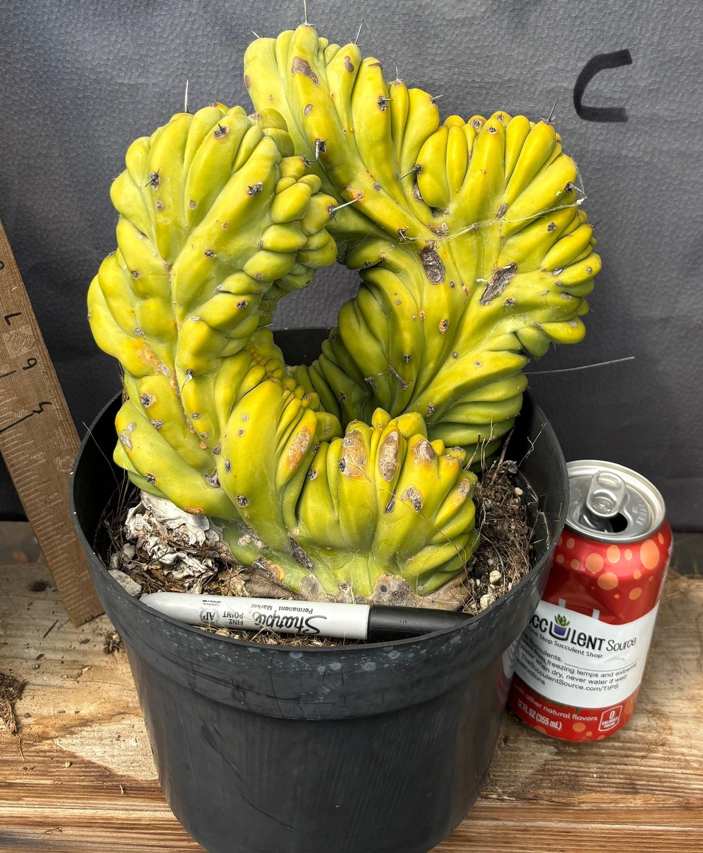#EC87 Myrtillocactus Geometrizans Blue Candle Crested Cactus potted