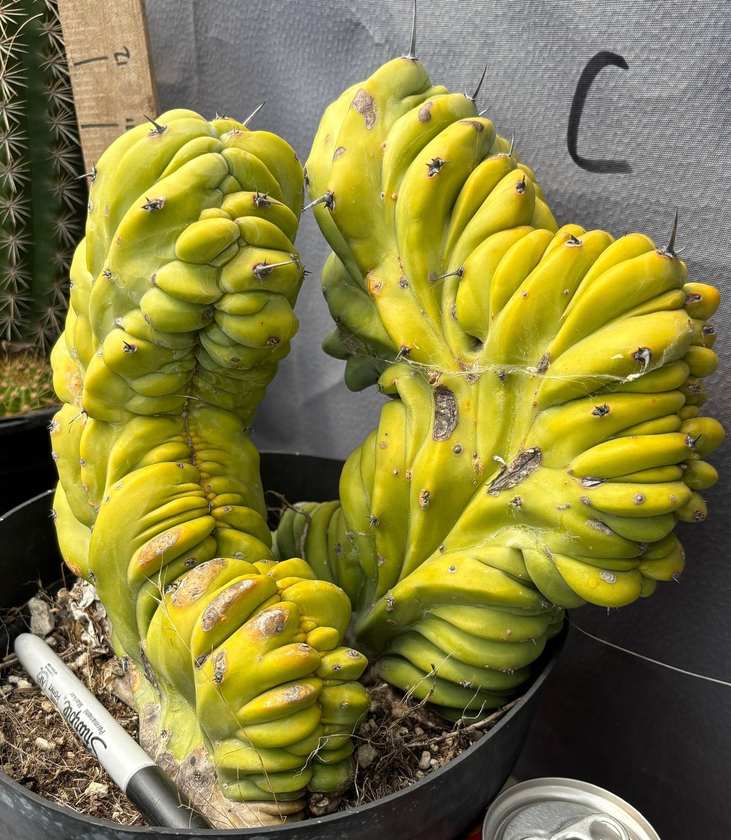 #EC87 Myrtillocactus Geometrizans Blue Candle Crested Cactus potted