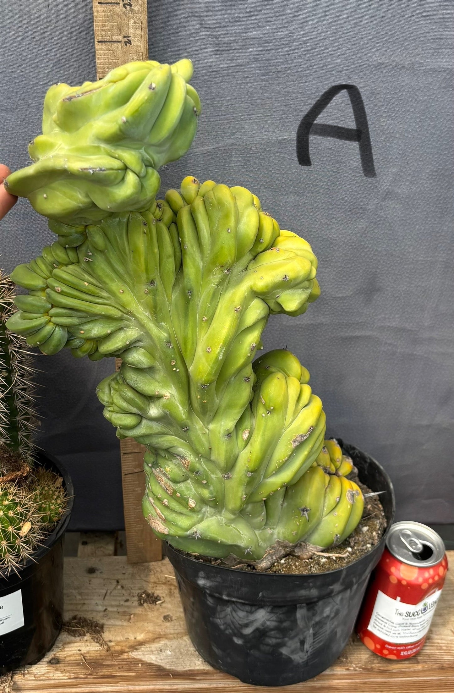 #EC87 Myrtillocactus Geometrizans Blue Candle Crested Cactus potted
