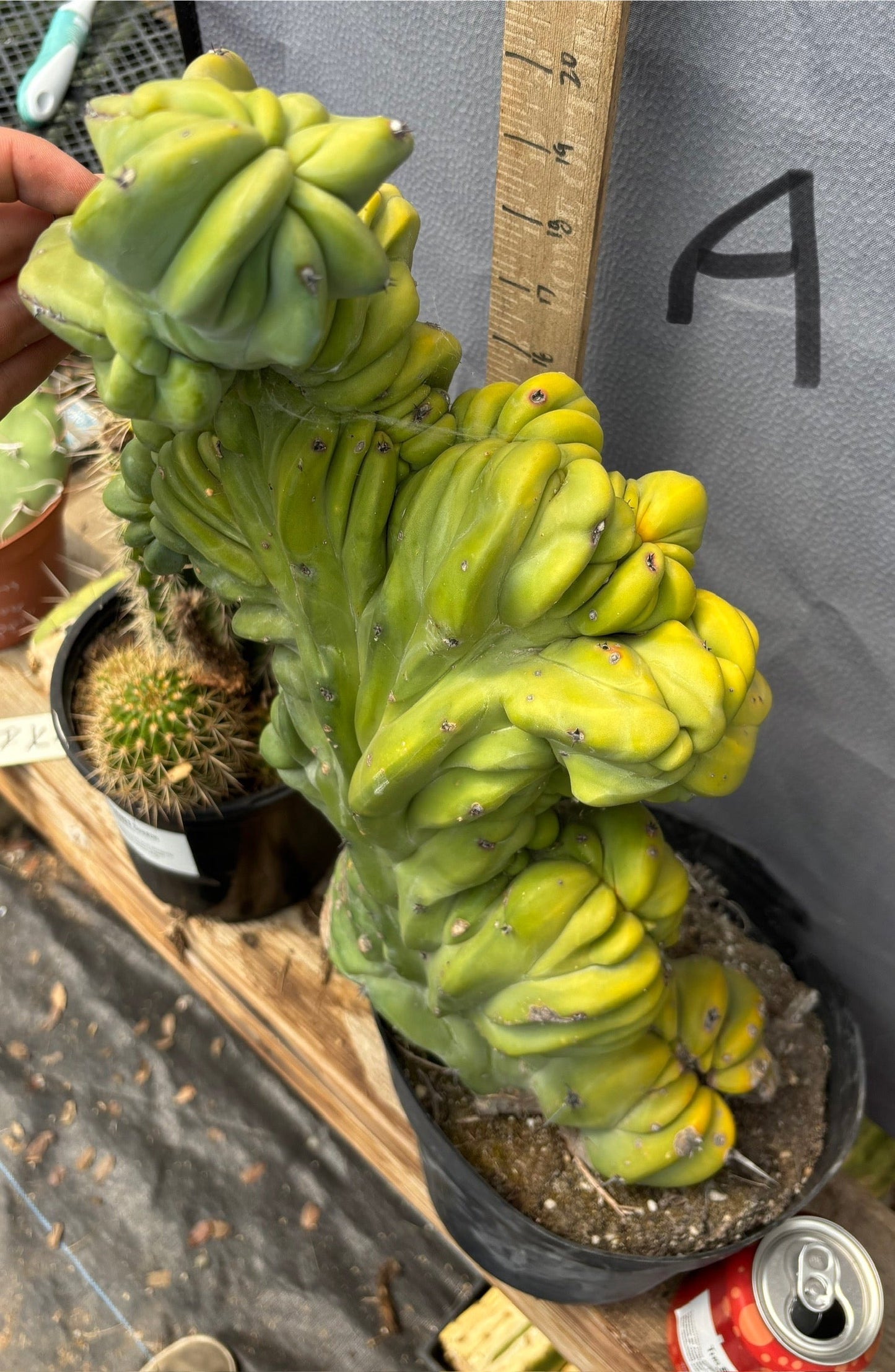 #EC87 Myrtillocactus Geometrizans Blue Candle Crested Cactus potted
