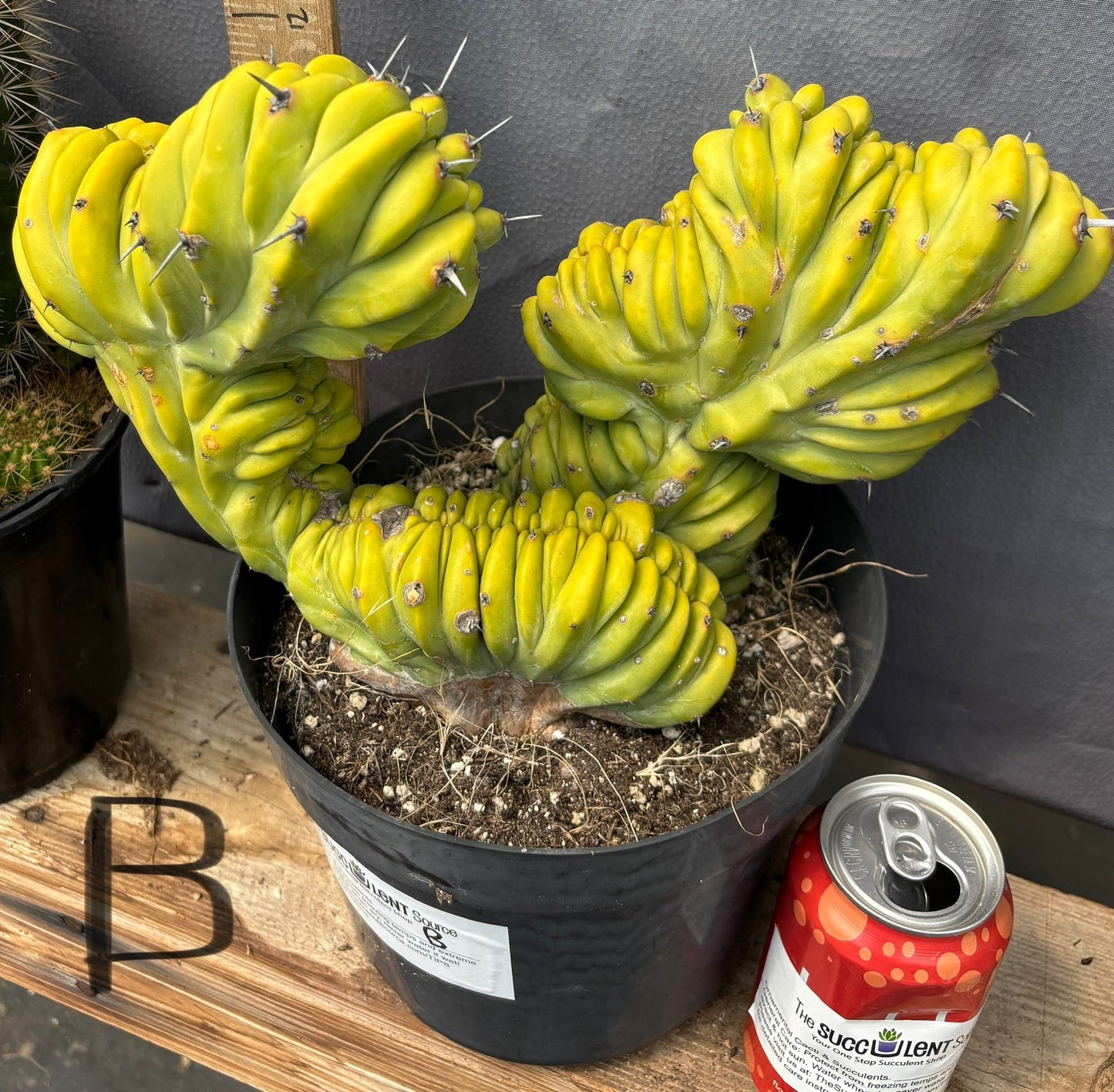 #EC87 Myrtillocactus Geometrizans Blue Candle Crested Cactus potted