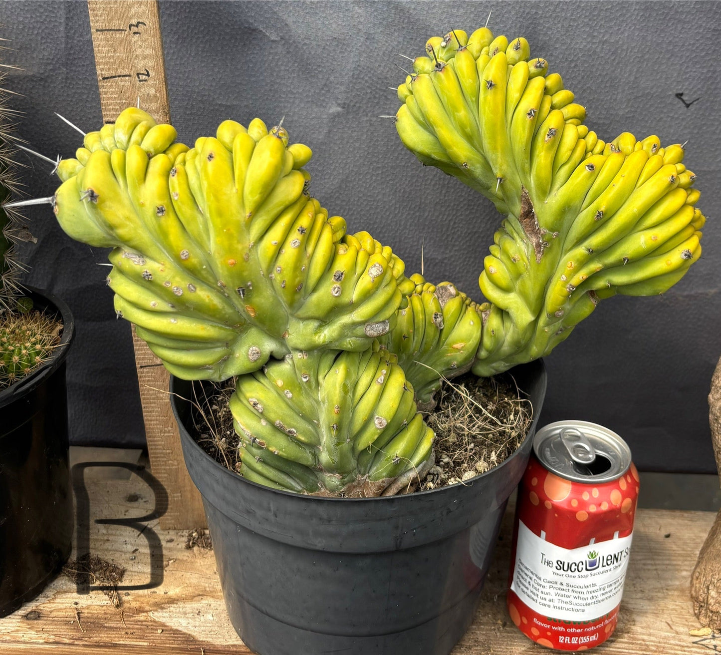 #EC87 Myrtillocactus Geometrizans Blue Candle Crested Cactus potted