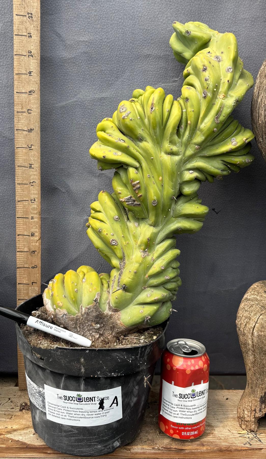 #EC87 Myrtillocactus Geometrizans Blue Candle Crested Cactus potted